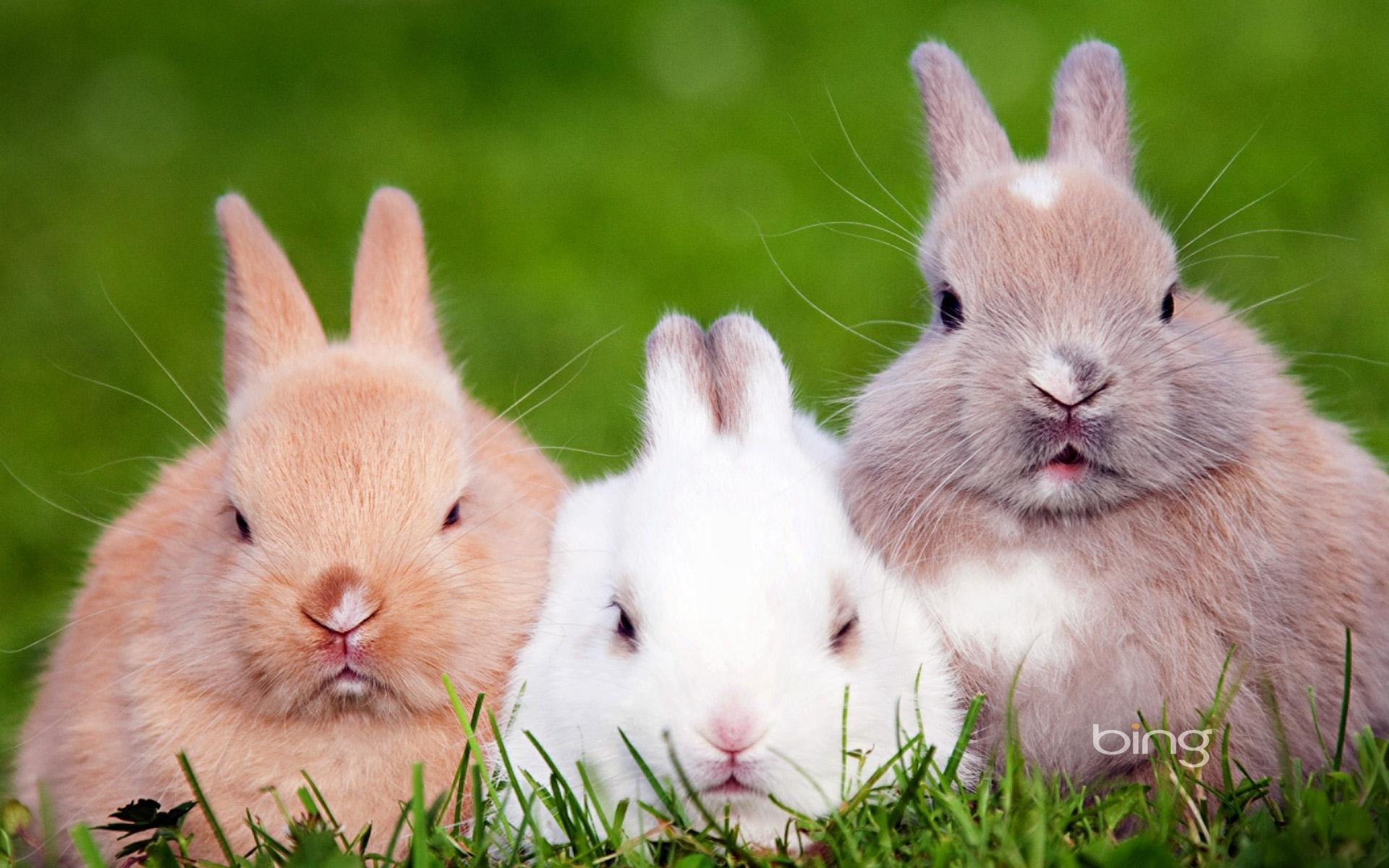 three several rabbits, color, beautiful, rabbit - Animal, pets