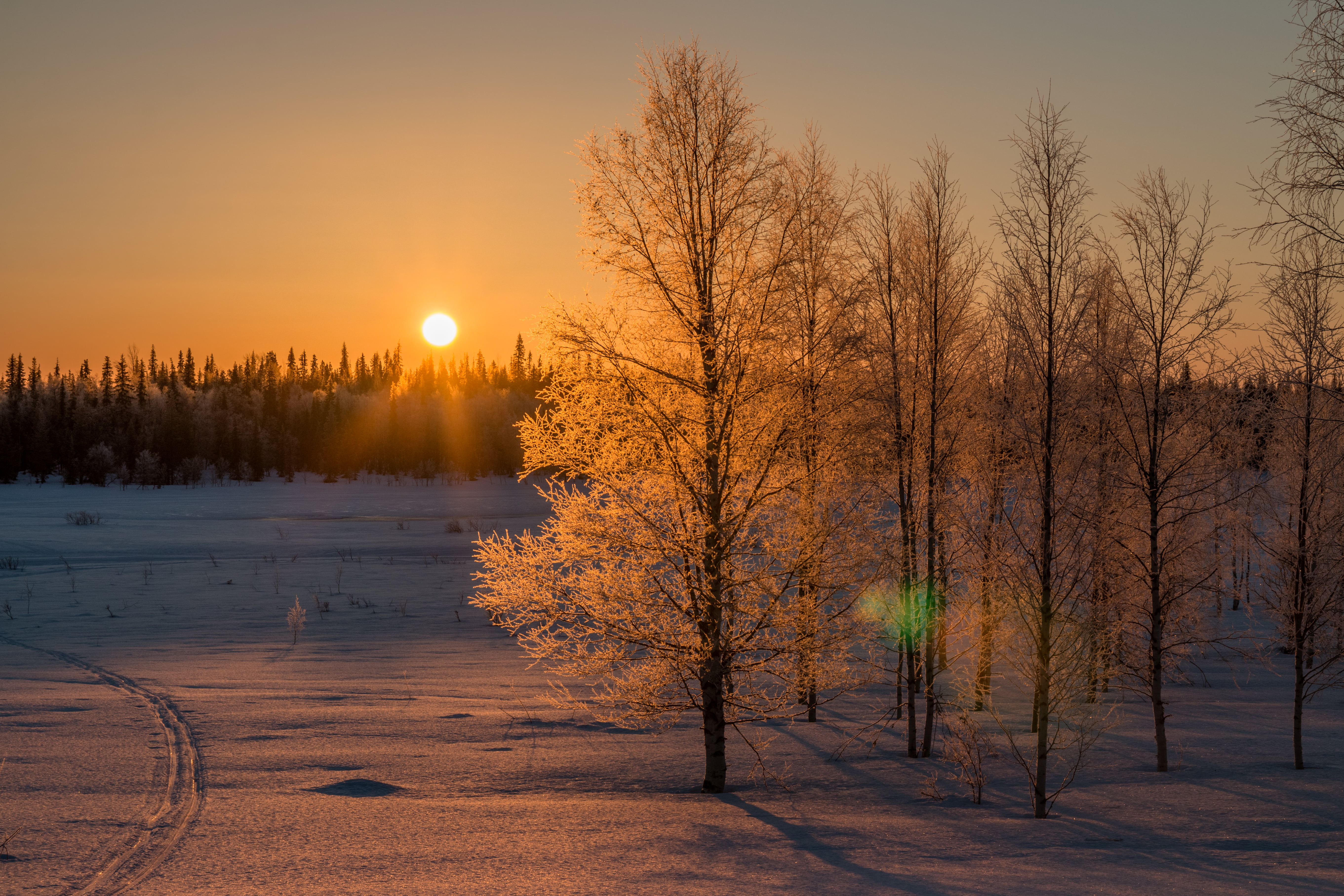 far photo of tree against sunrise, lapland, lapland, Explored