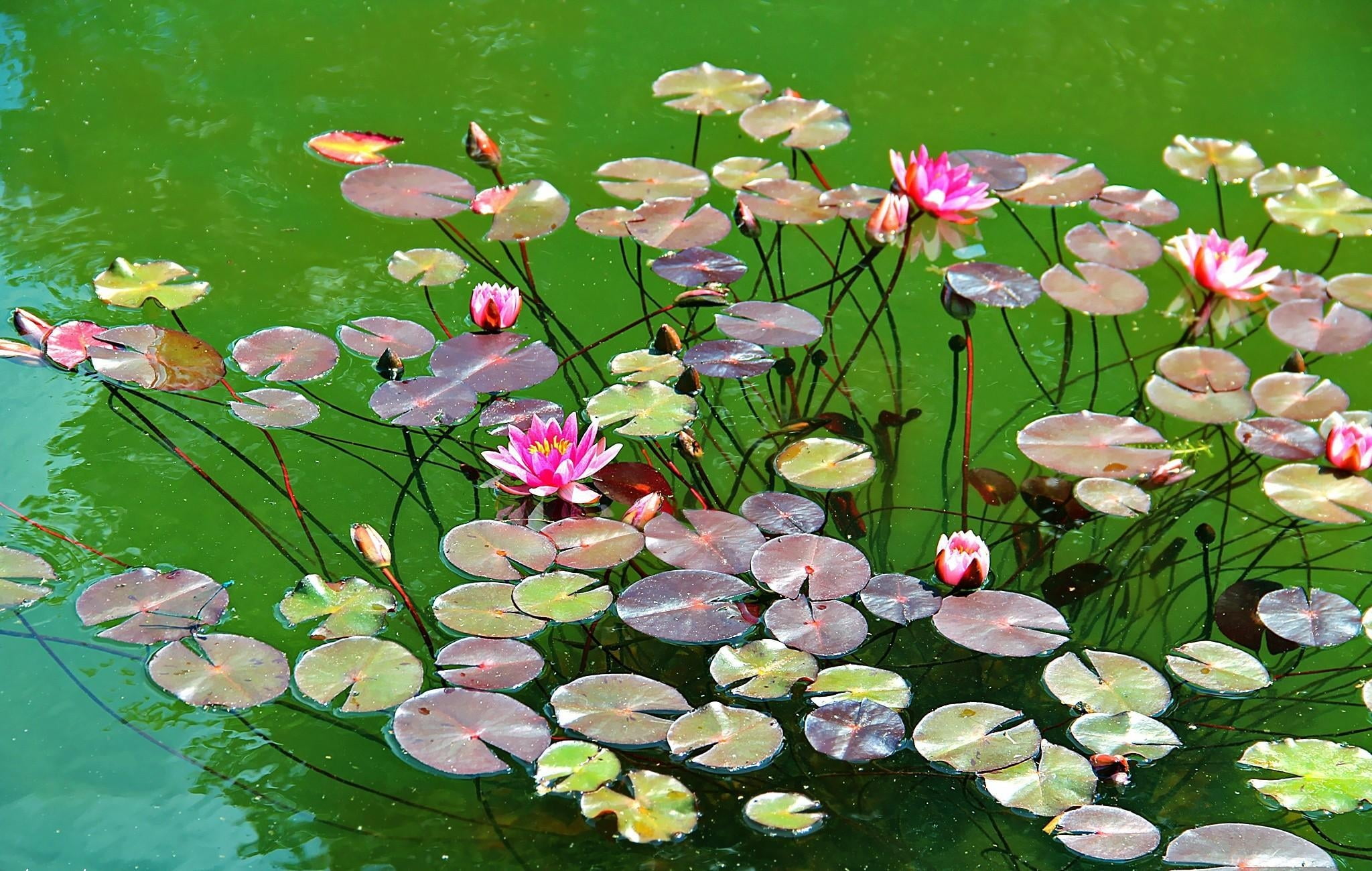 pink lotus flowers, water lilies, herbs, leaves, pond, nature