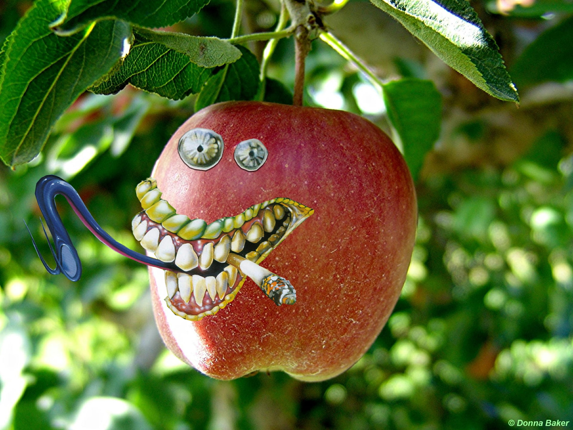 crazy apple Apple fruit hang smoke teeth Tongue Tree HD, nature