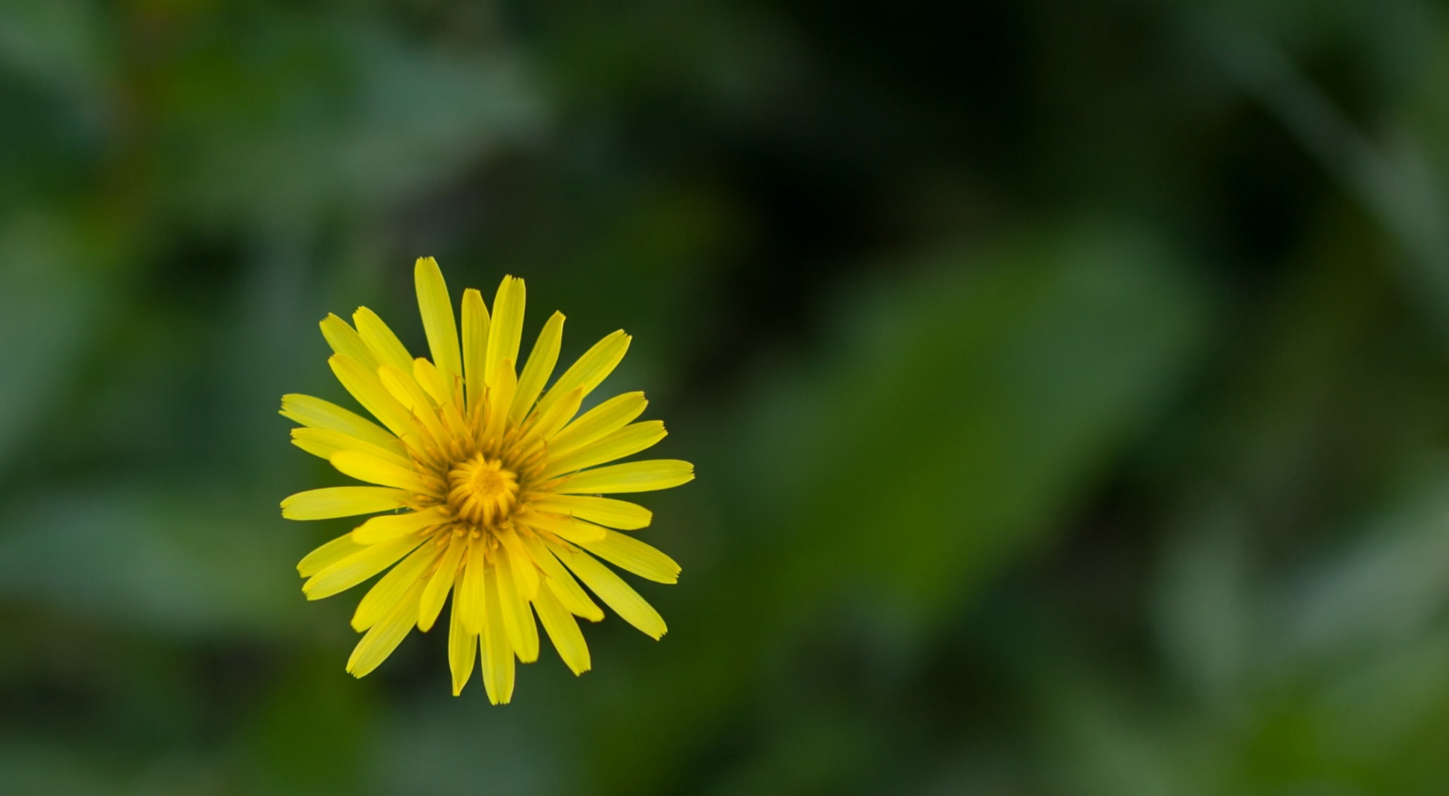Macro Dandelion, Nature, Flowers, Yellow, Green, Focus, fullframe