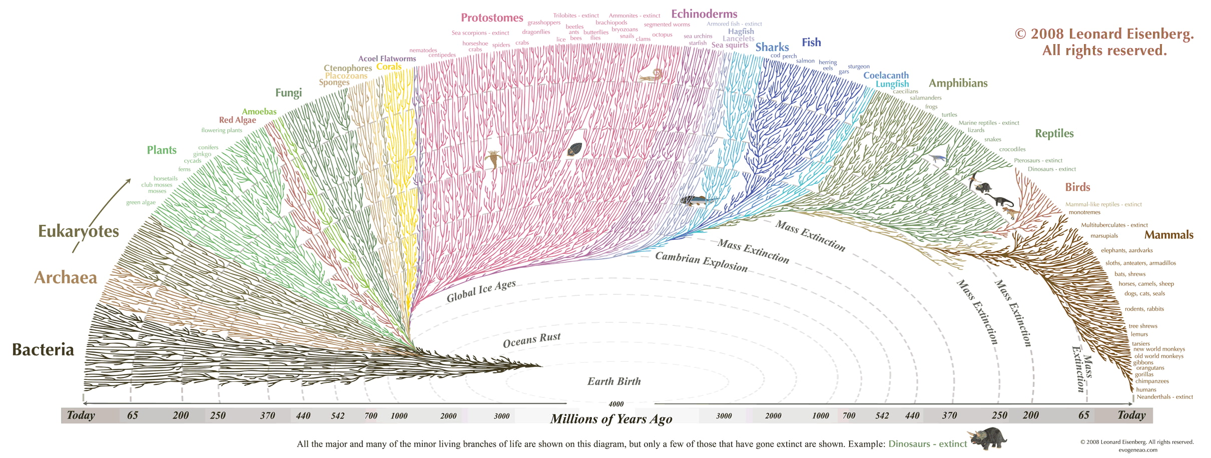 evolution
