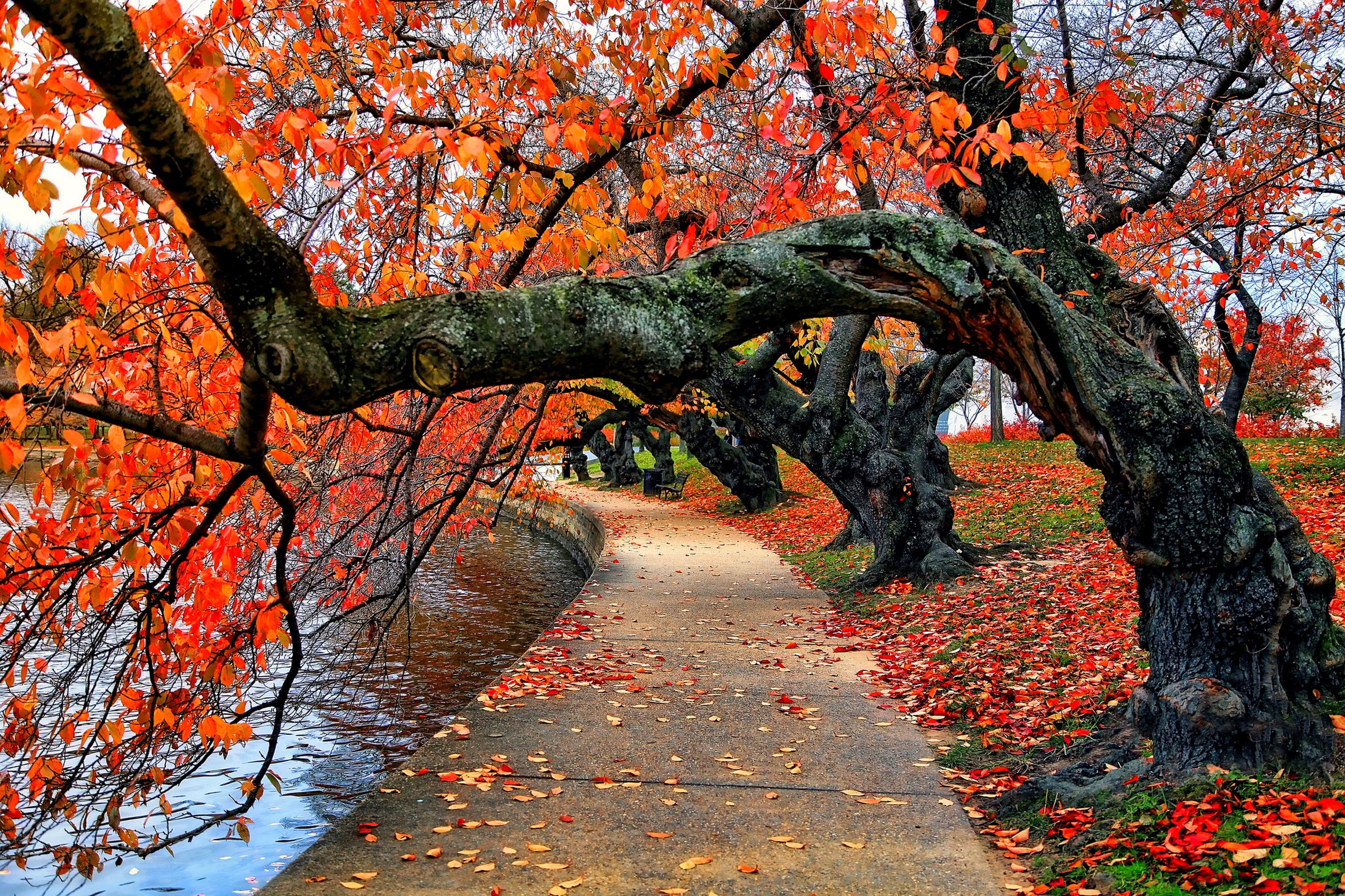 orange leafed trees, trees near body of water, nature, fall, leaves