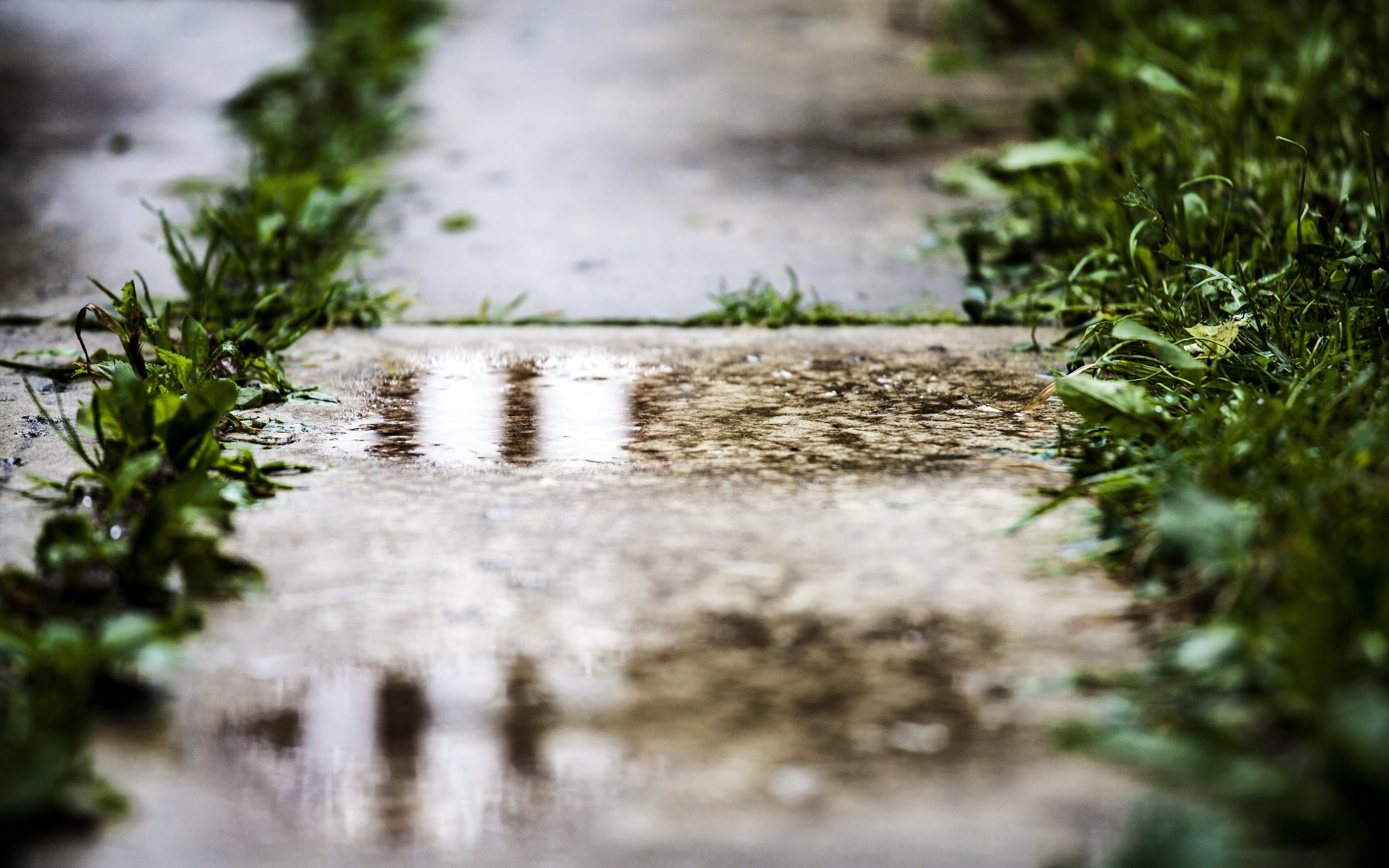 bokeh, macro, puddle, rain, reflection, water