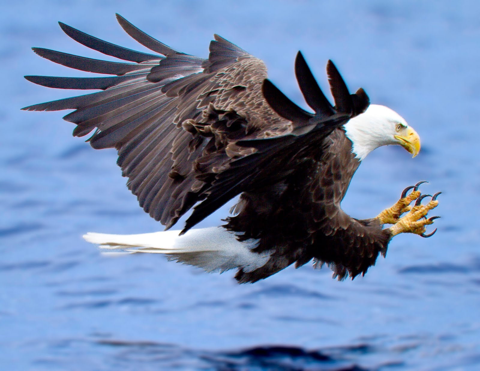 bird, eagle, predator