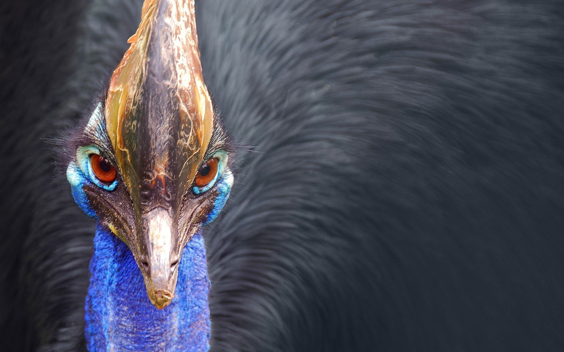 animal, Cassowary, eyes, red, animal themes, bird, one animal