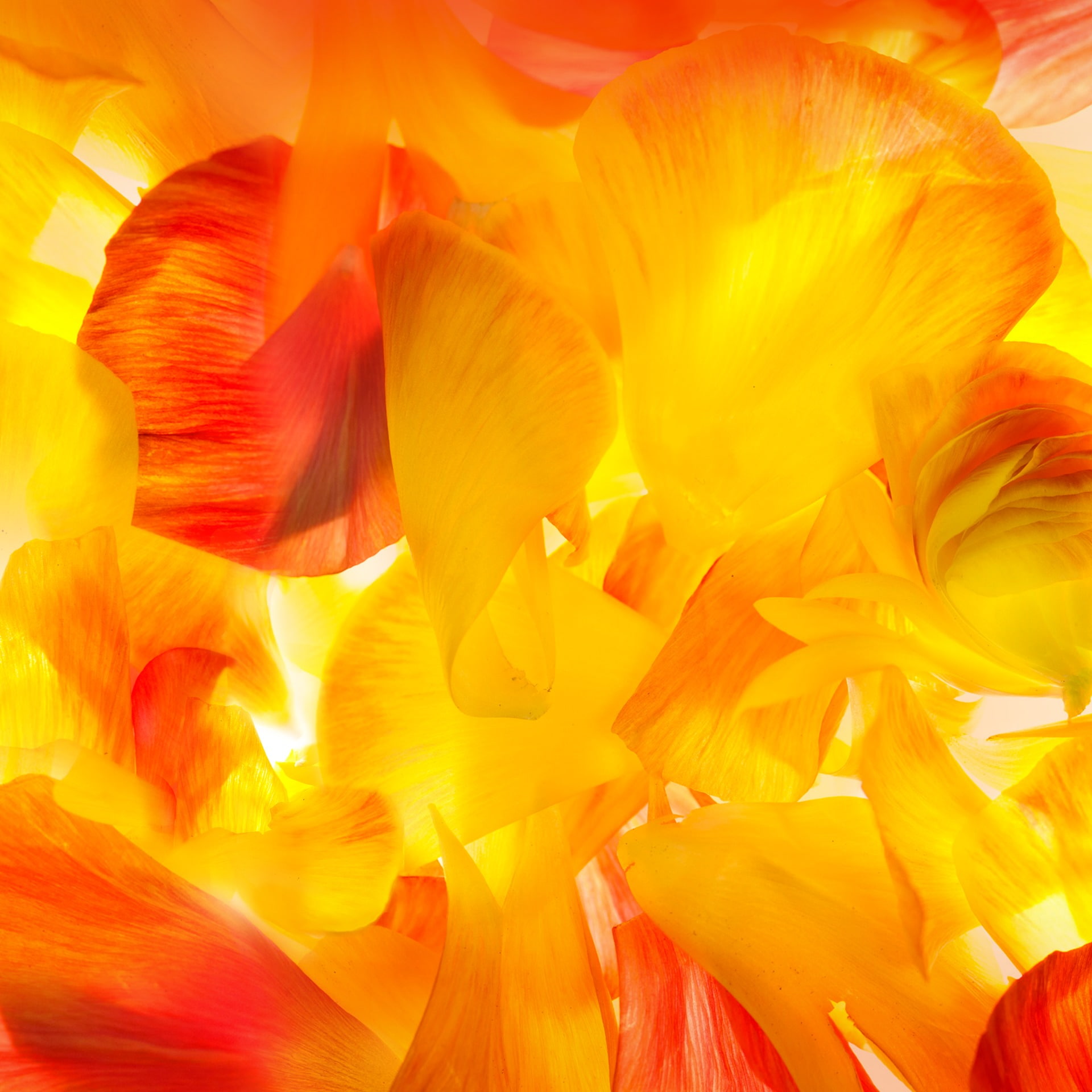 yellow and orange flower petals, Samsung, Galaxy S5, Android Wallpaper