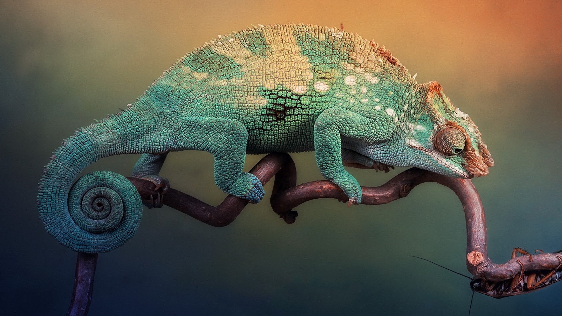 chameleon