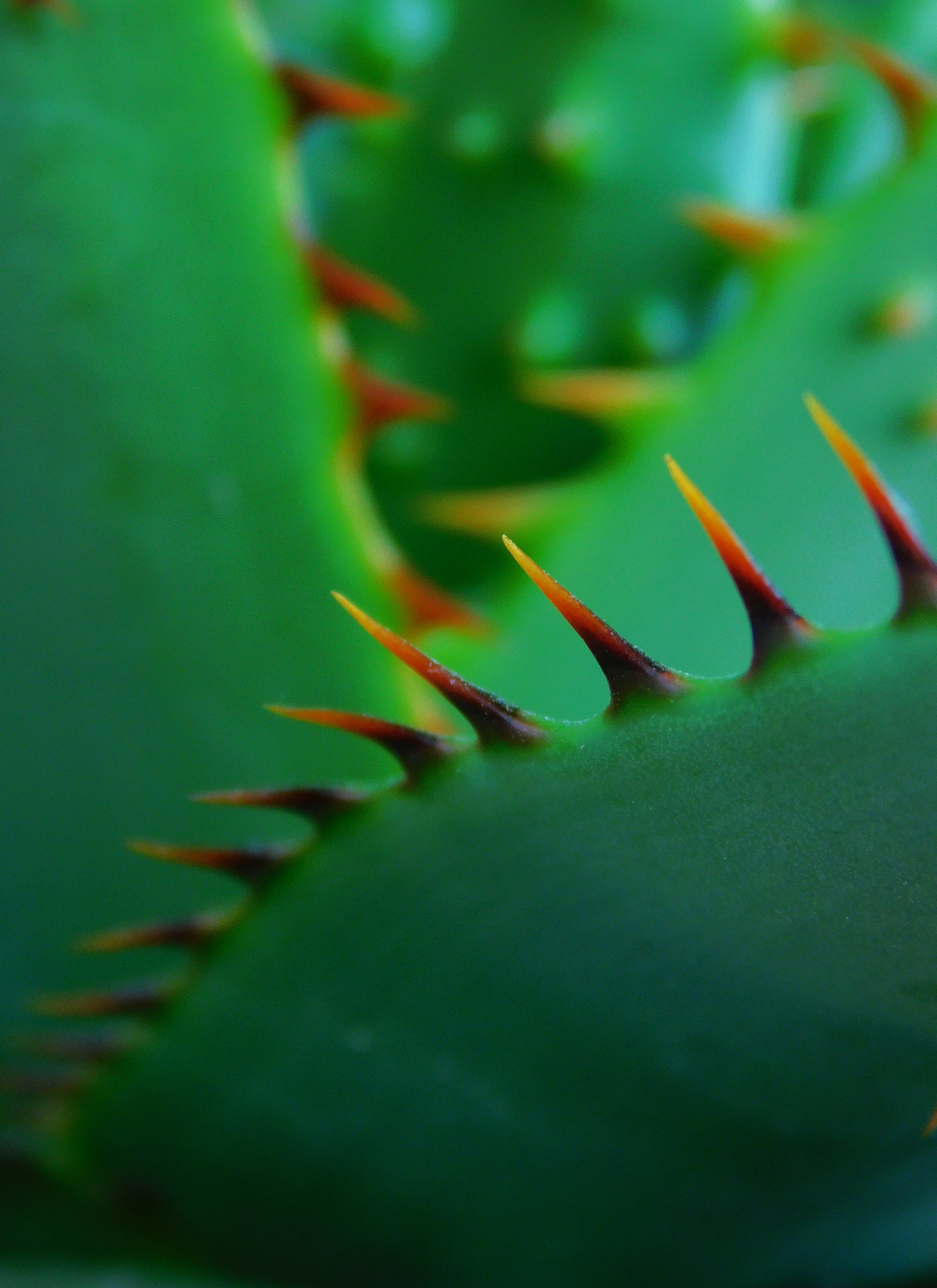 cactus, thorns, closeup, sharp, plant, green