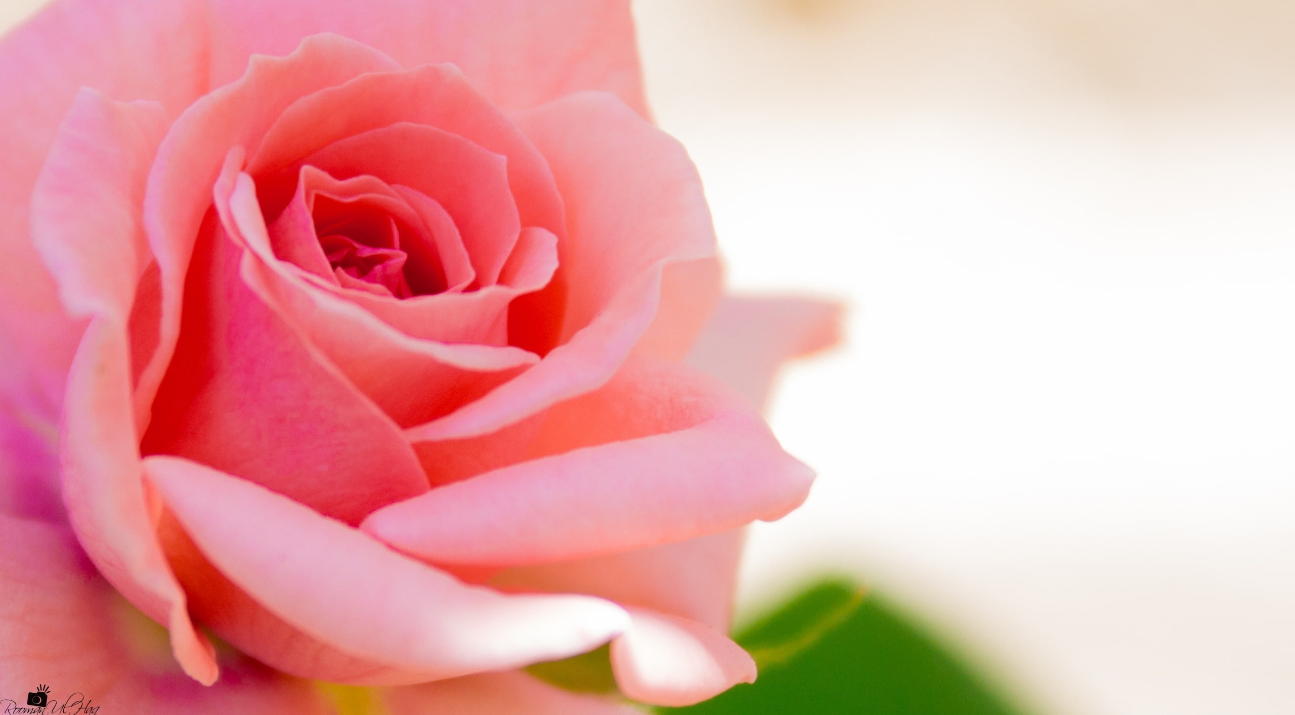 With Love From Pink, pink rose flower, Cute, beautiful, macro