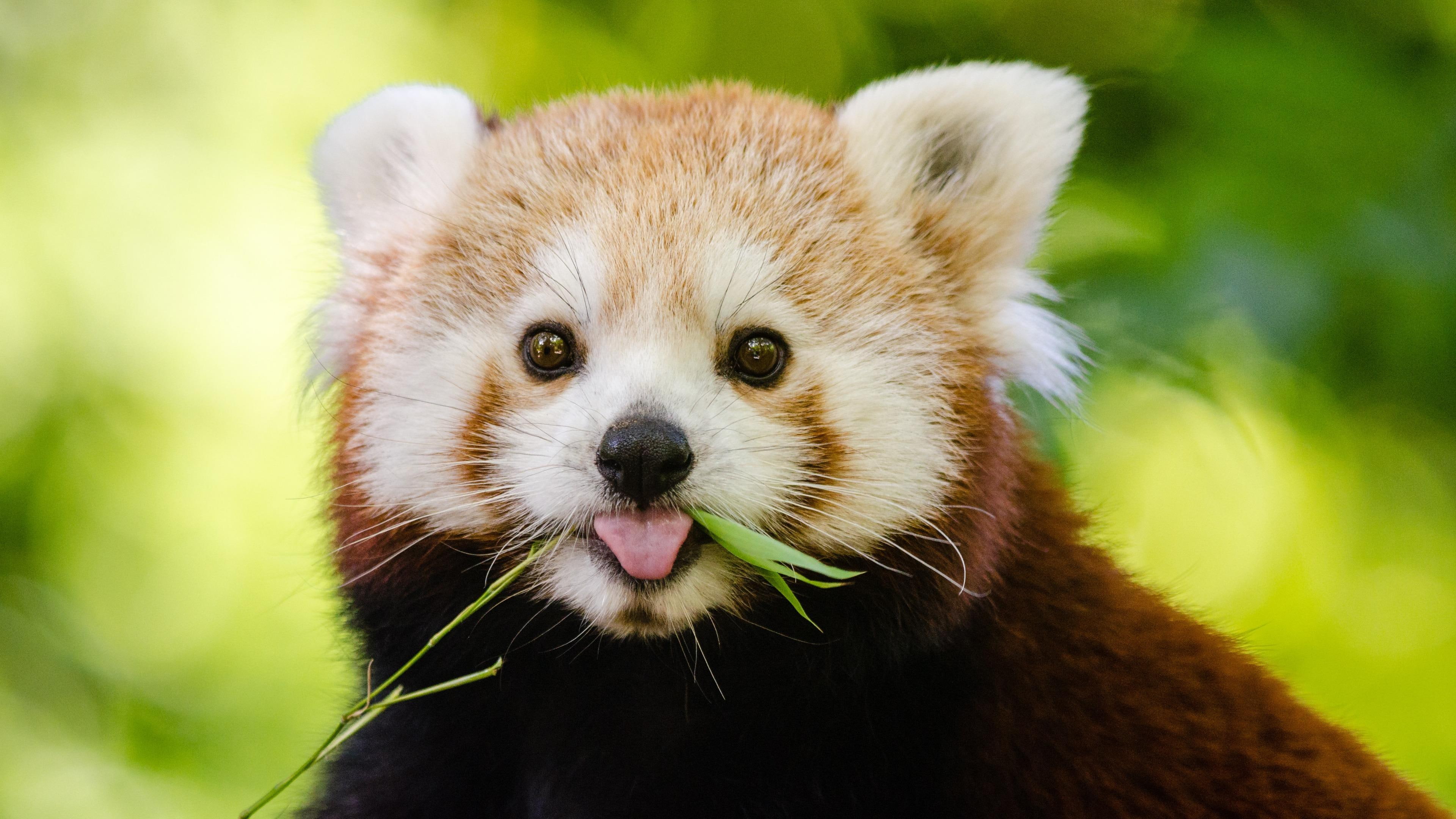 red panda, adorable, cute, bamboo eater, mammal, close up, lesser panda