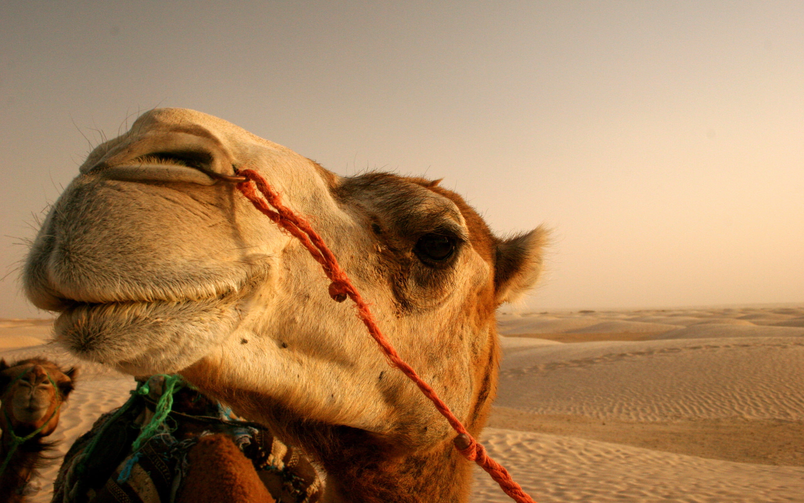 Camel Close up, brown camel, Animals, Other, amazing animals wallpapers