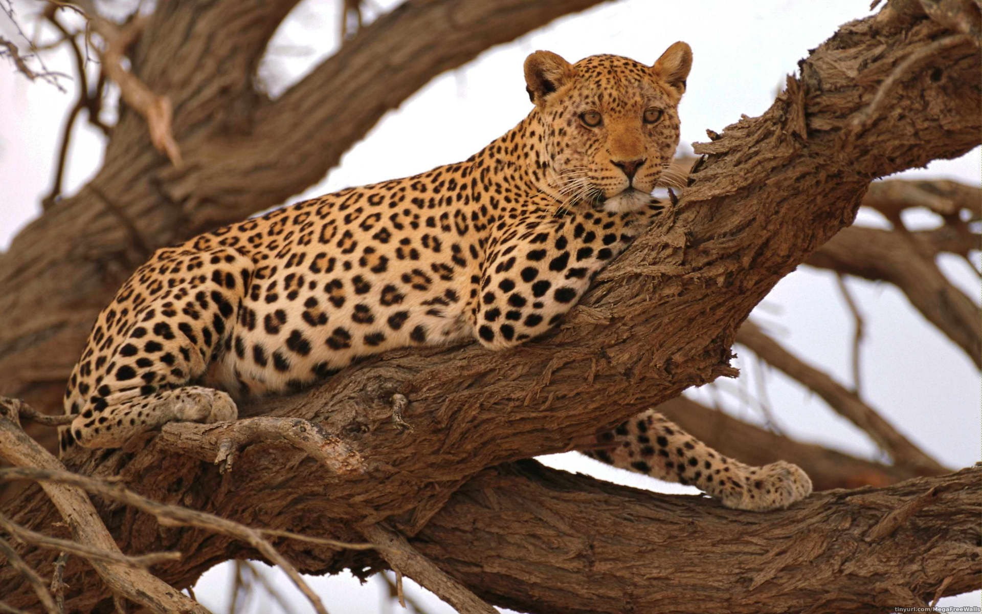 leopard