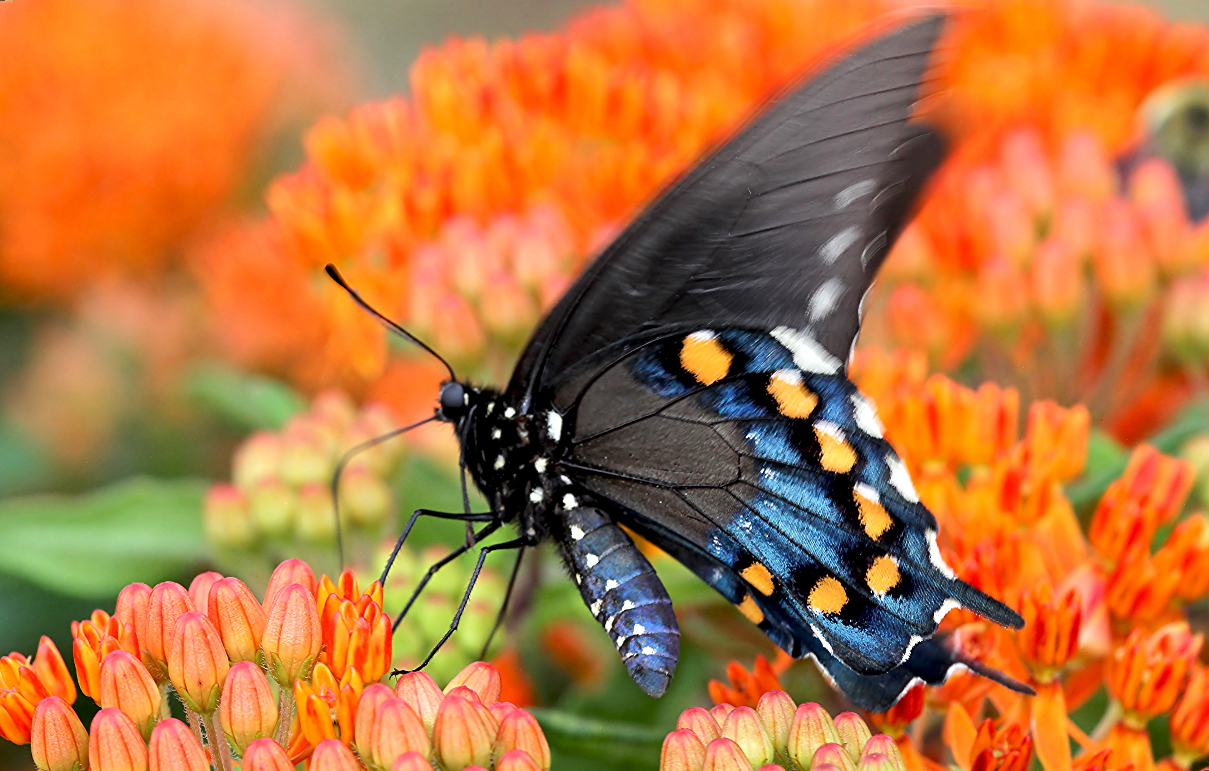 Spicebush swallowtail butterfly in closeup photo, milkweed, milkweed