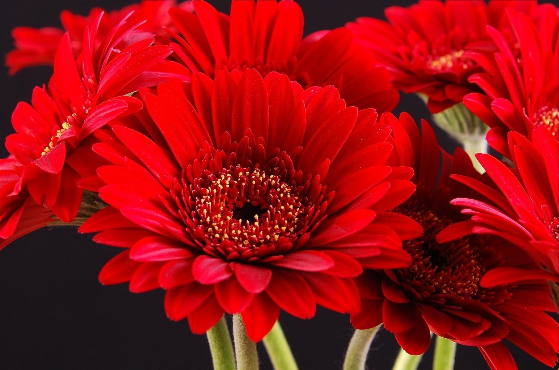 red daisy flowers, gerbera, bouquet, bright, petals, black background