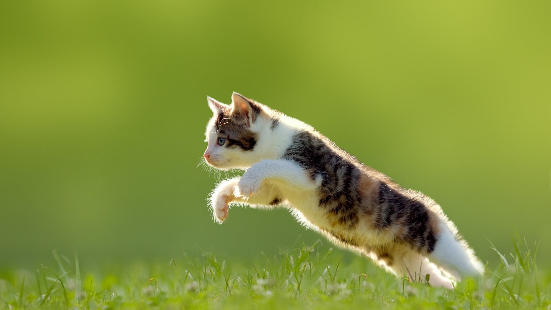 jumping cat over grass, animals, green background, one animal