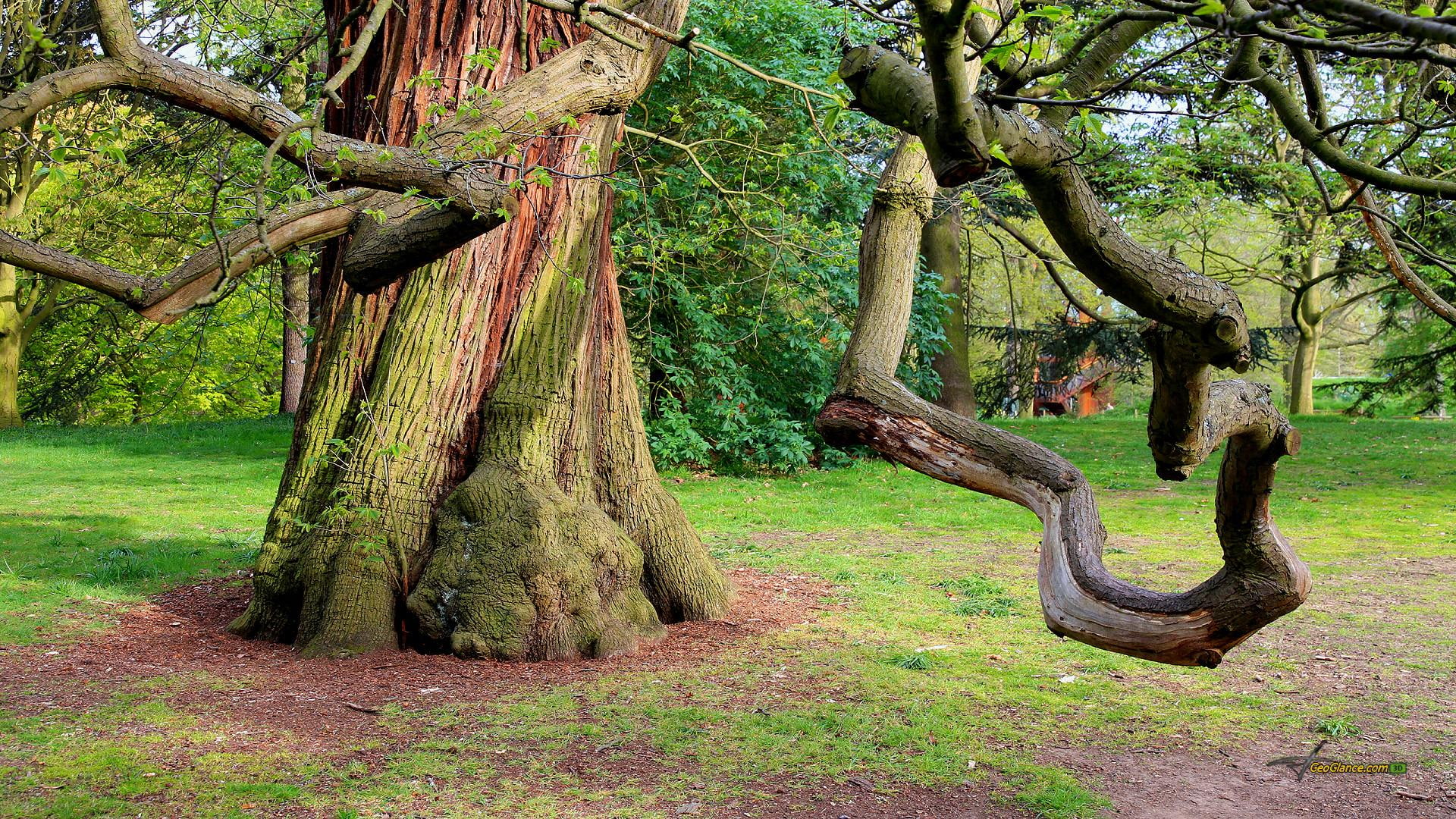 Sweet Chestnut Tree, gnarled brances, grass, moss, nature and landscapes