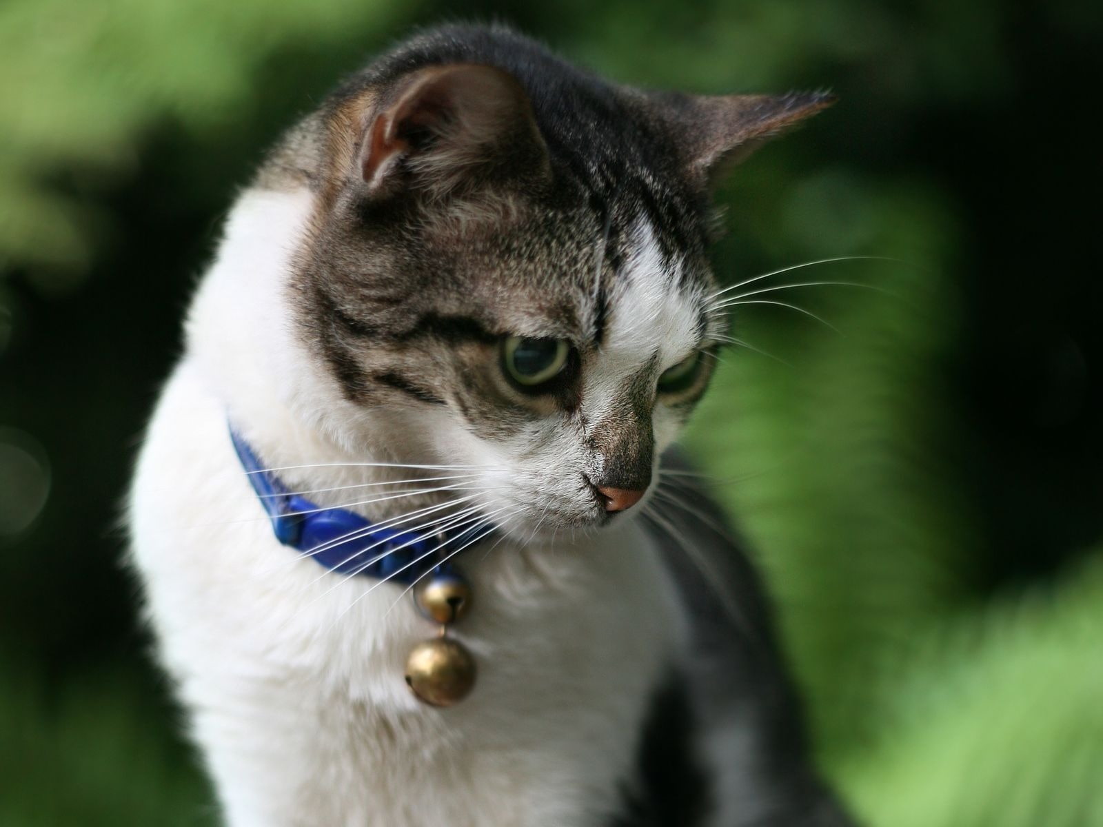 cat, collar, bell