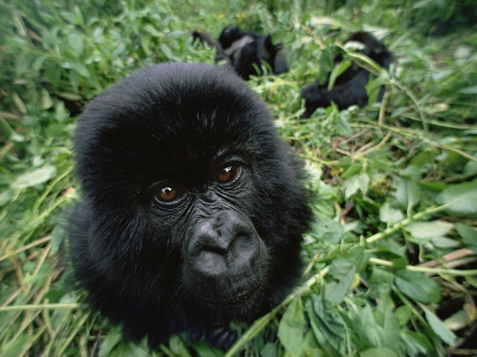 gorillas