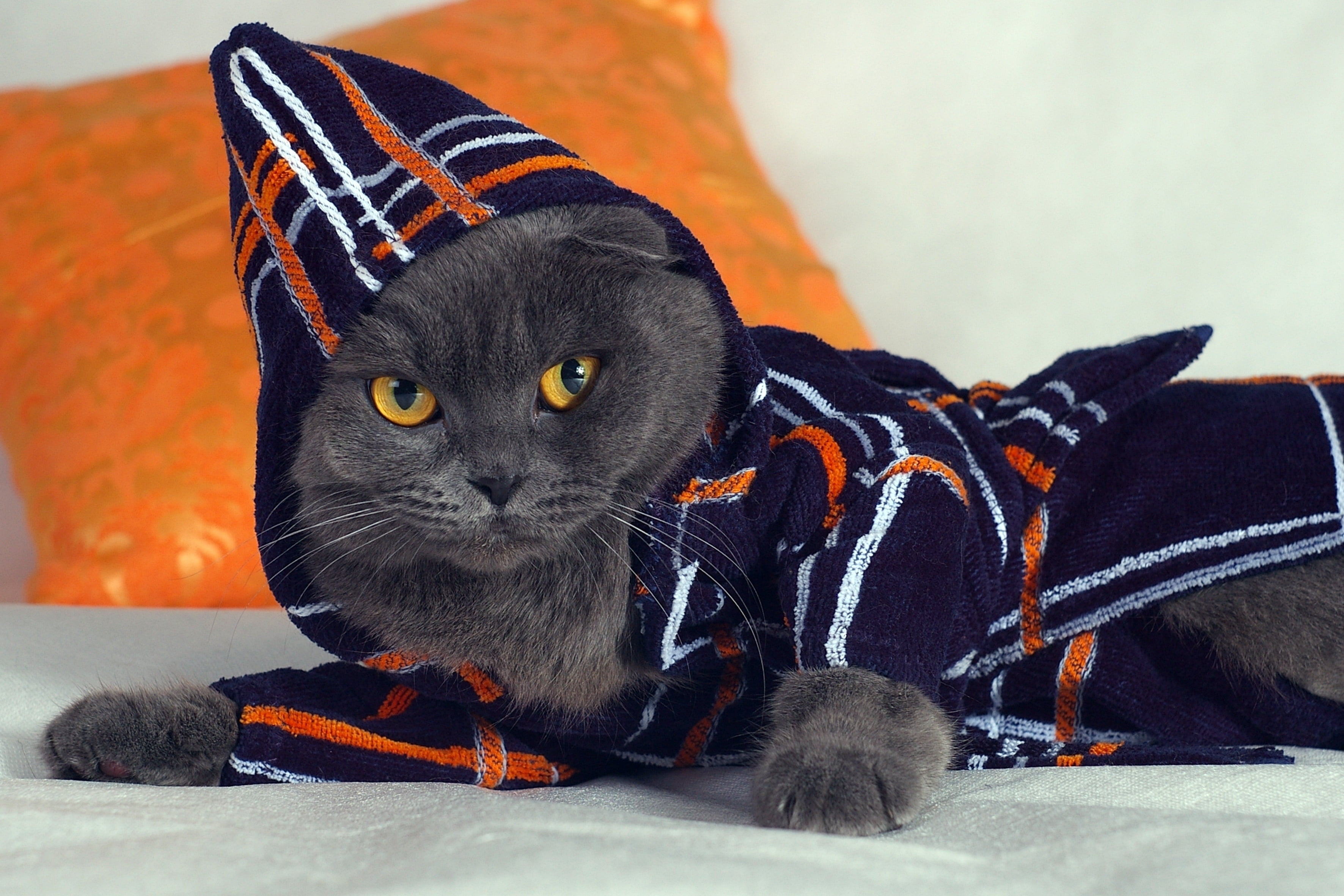 long-coated grey cat, hood, fashion, gown, lying, pets, domestic Cat
