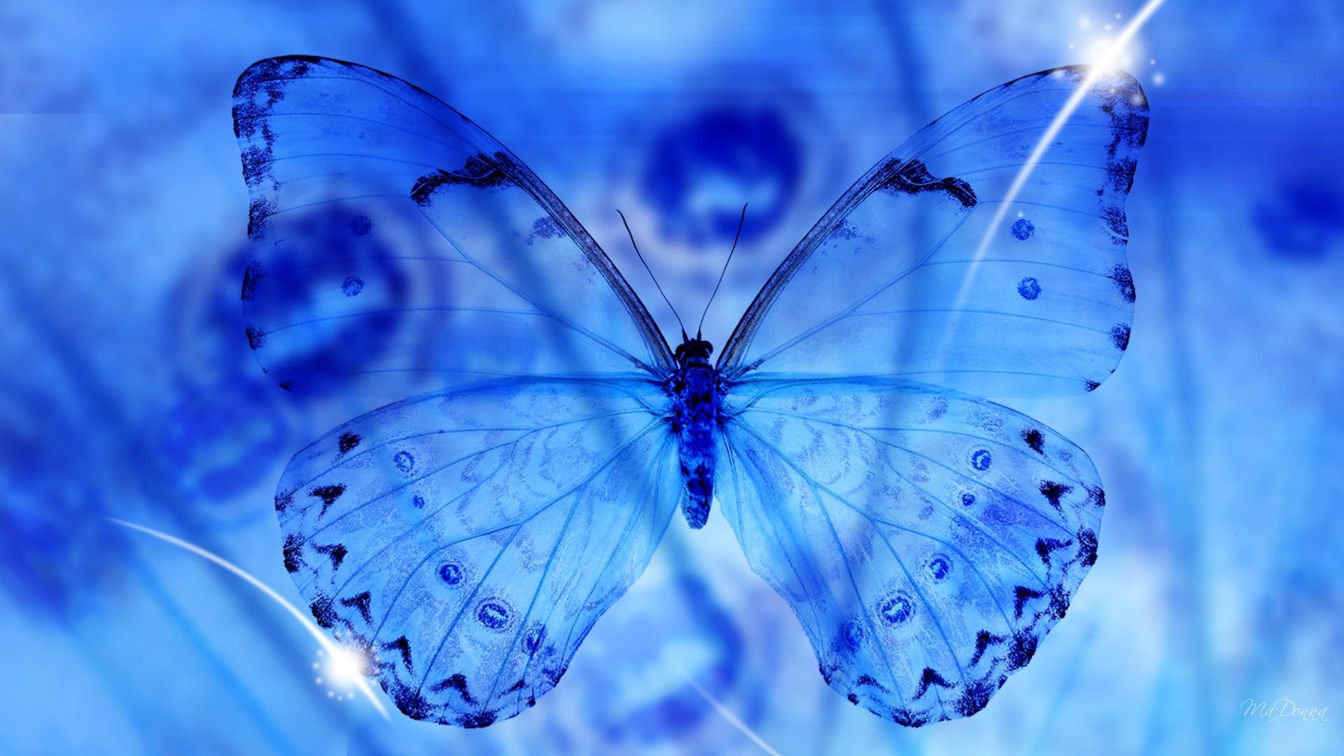 Butterfly Blue, firefox persona, nature, transparent, translucent