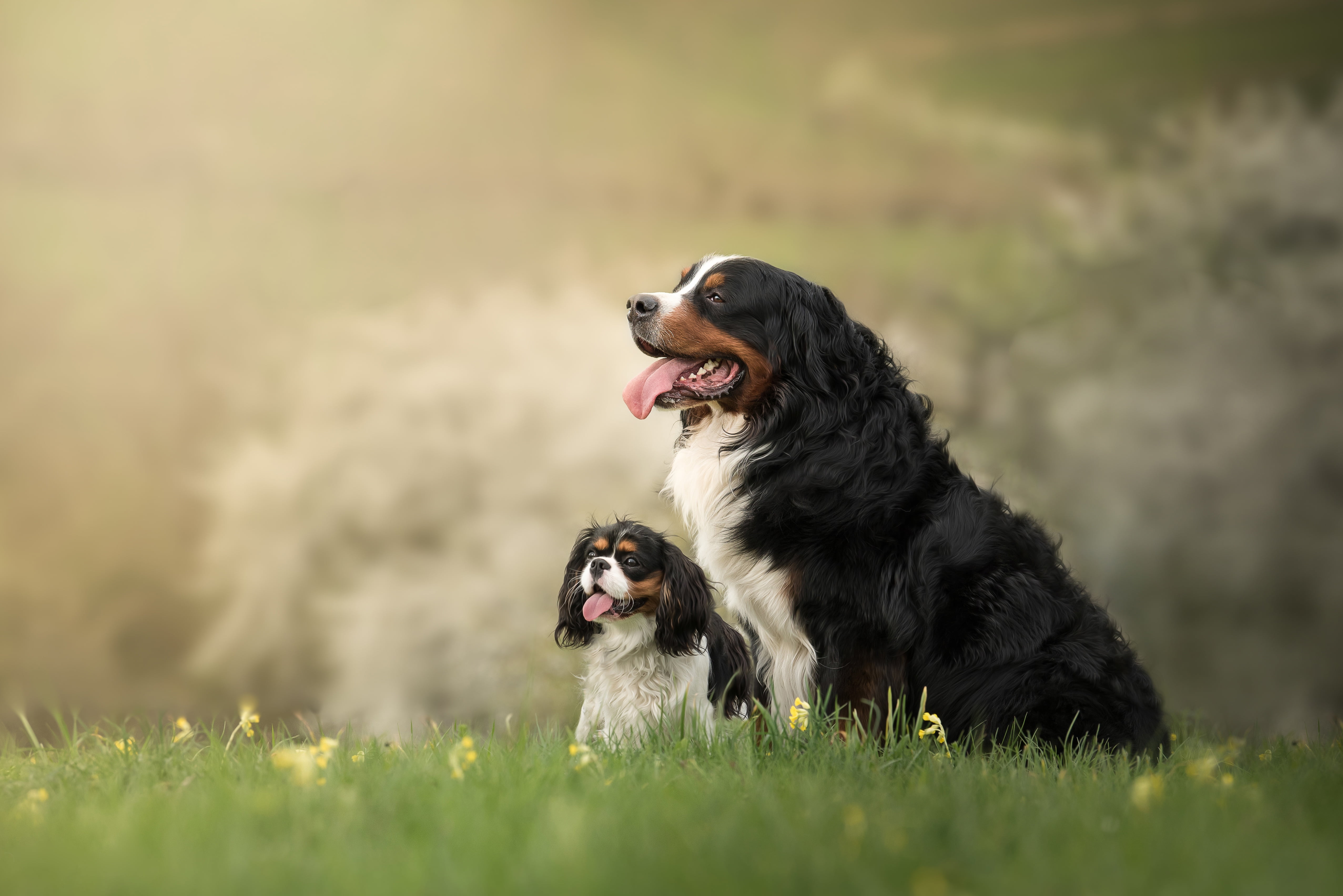 nature, background, dog, puppy, mom, Bernese mountain dog