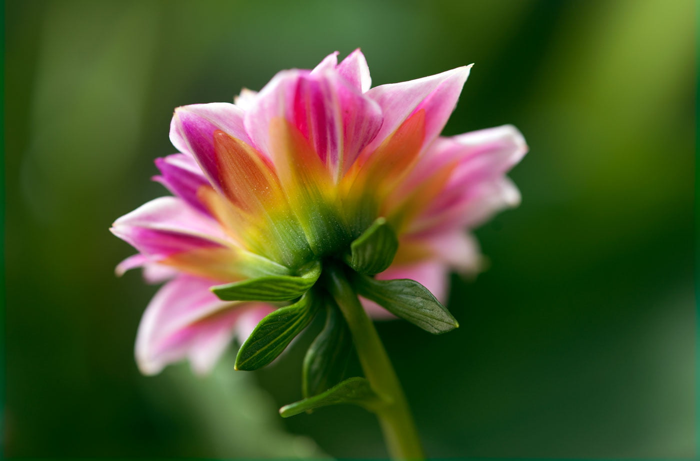 shallow focus of pink, green and yellow flower, Details, shades