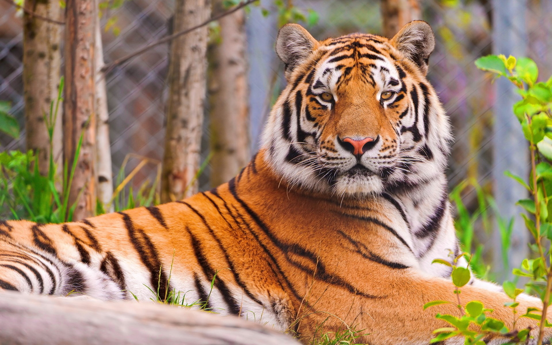tiger