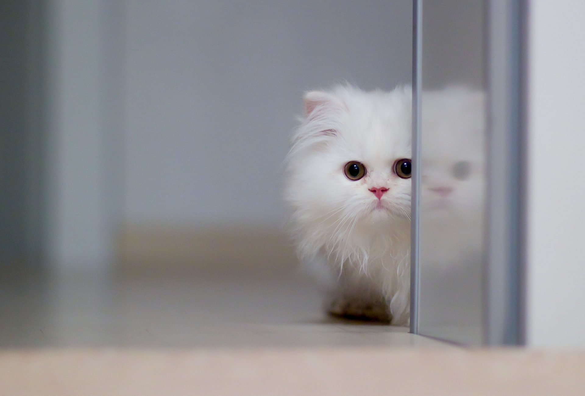 kitten