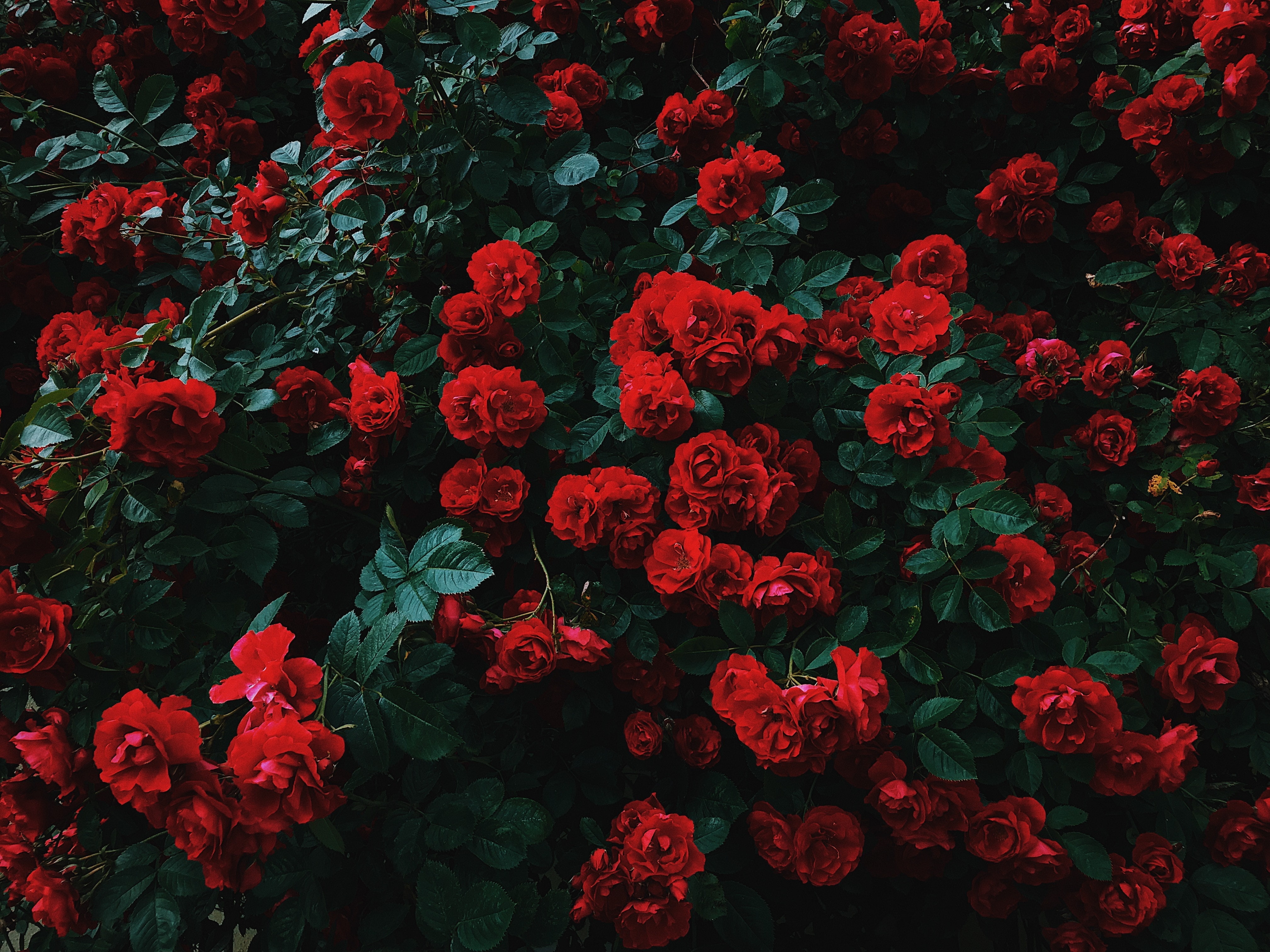 roses, bush, bloom, garden, red, contrast