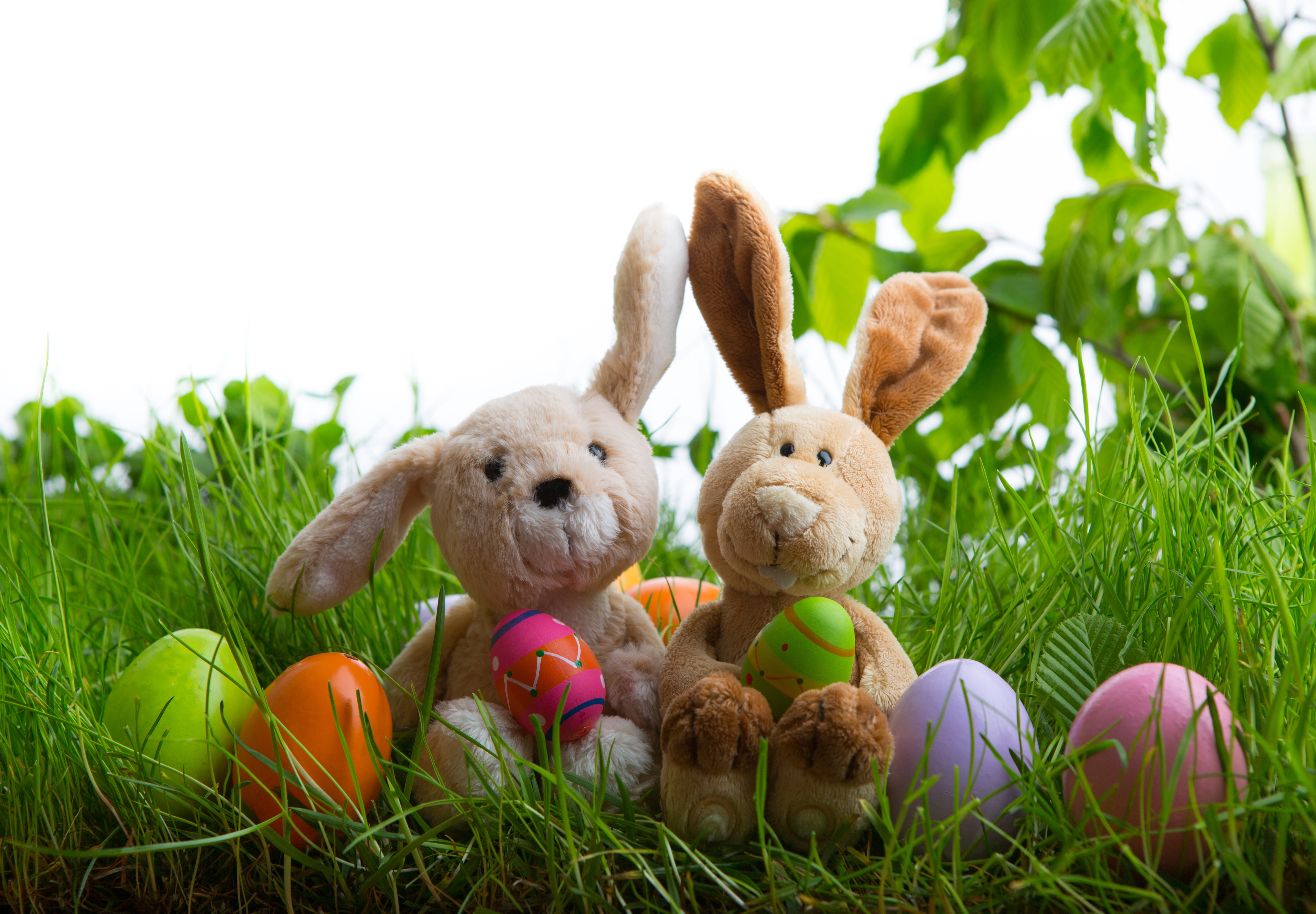 eggs, Easter, Easter eggs, happy easter