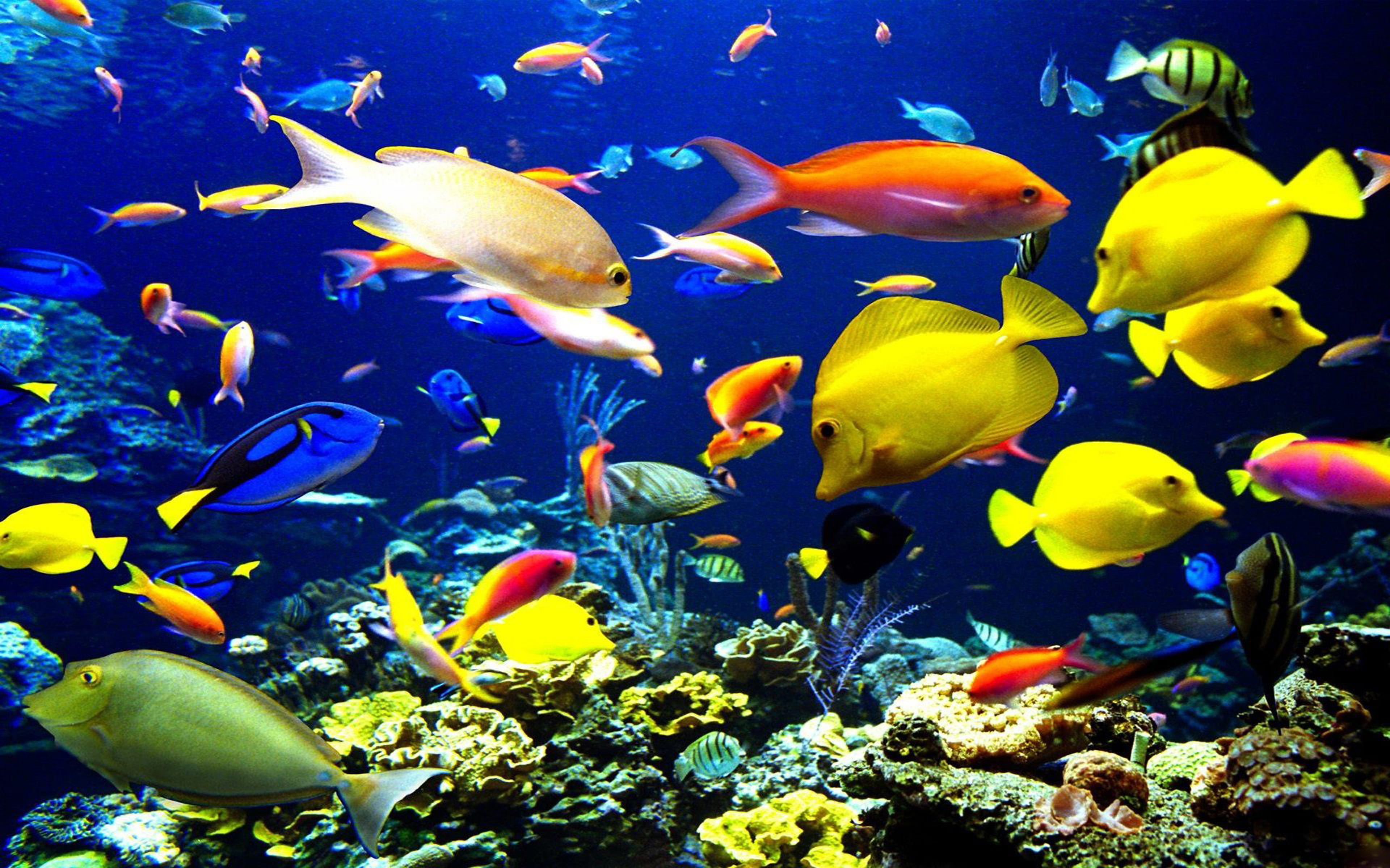Tropical-Fish underwater world sea-okean-HD Wallpaper-for Laptop and PC