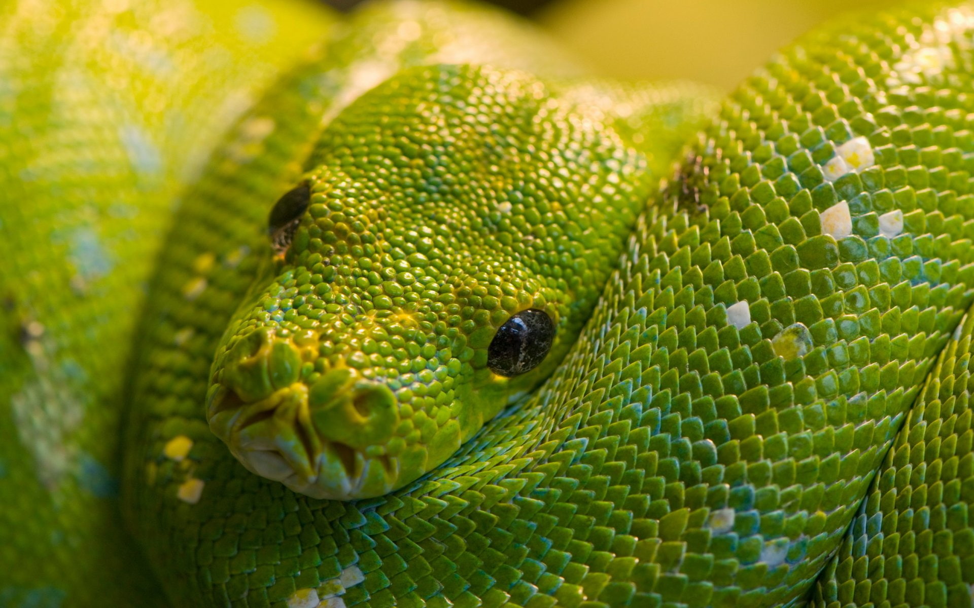 Reptiles, Python
