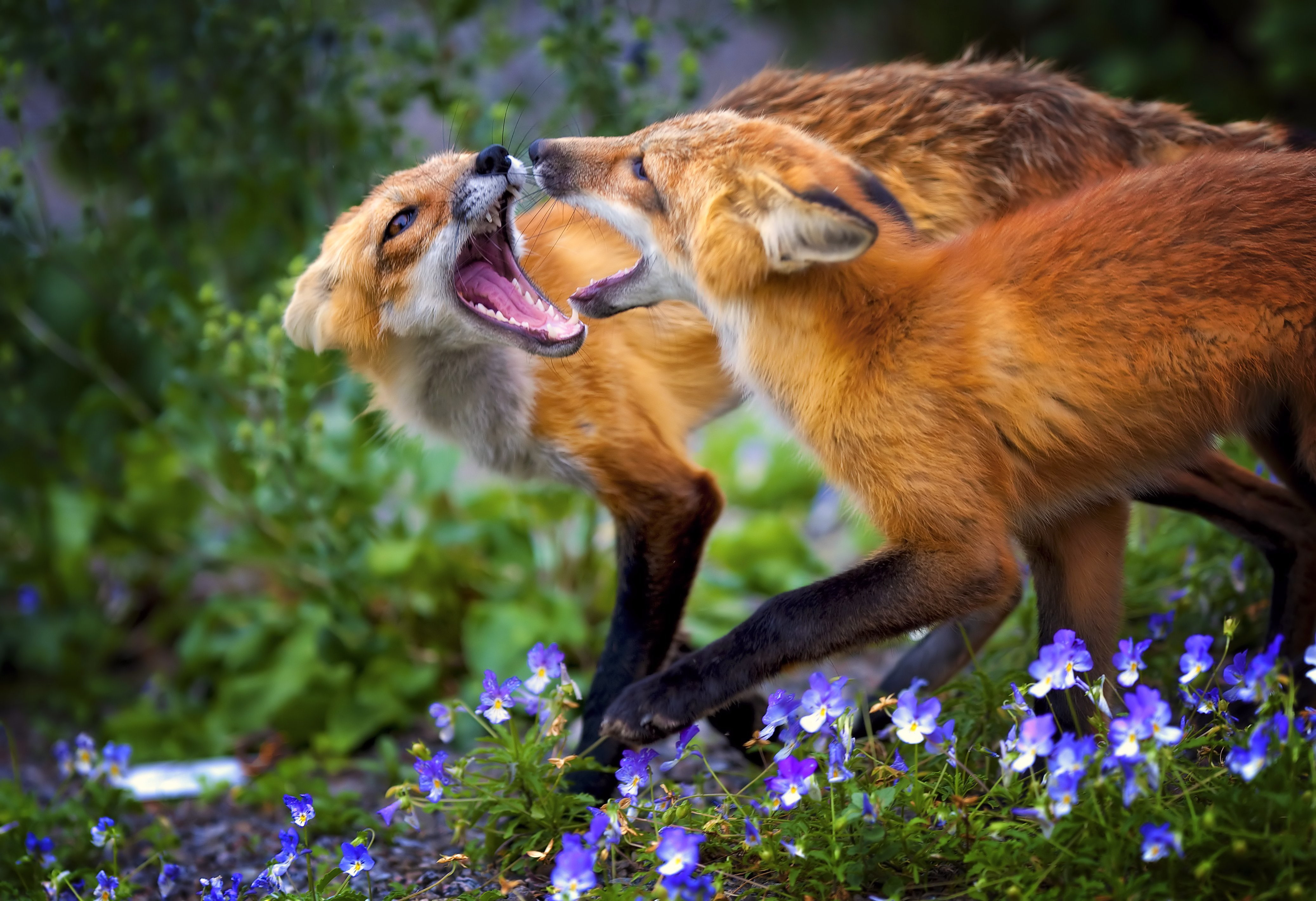 fox, foxes