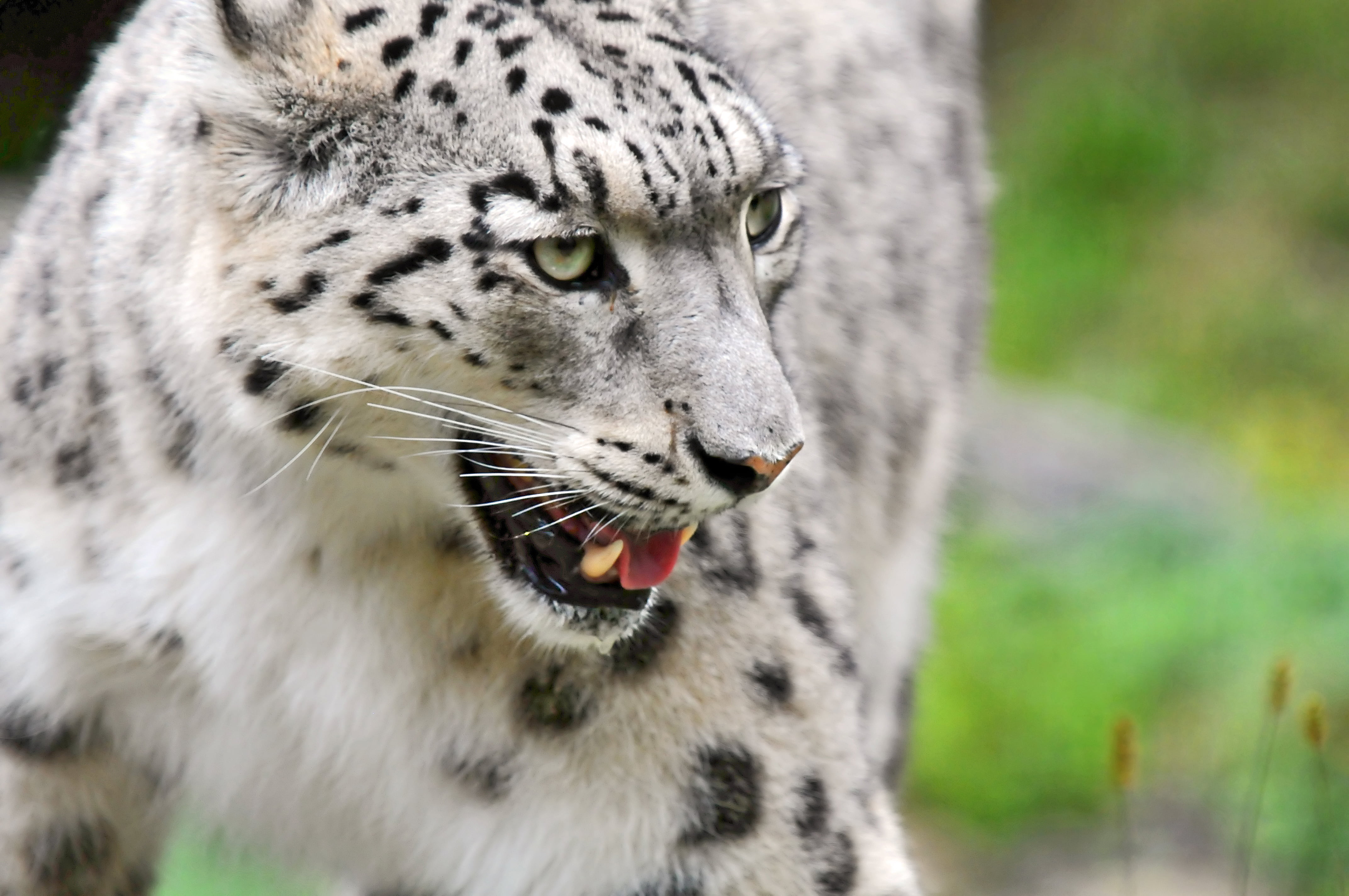 cheetah close-up photo, snow leopard, panthera  uncia, wild cat