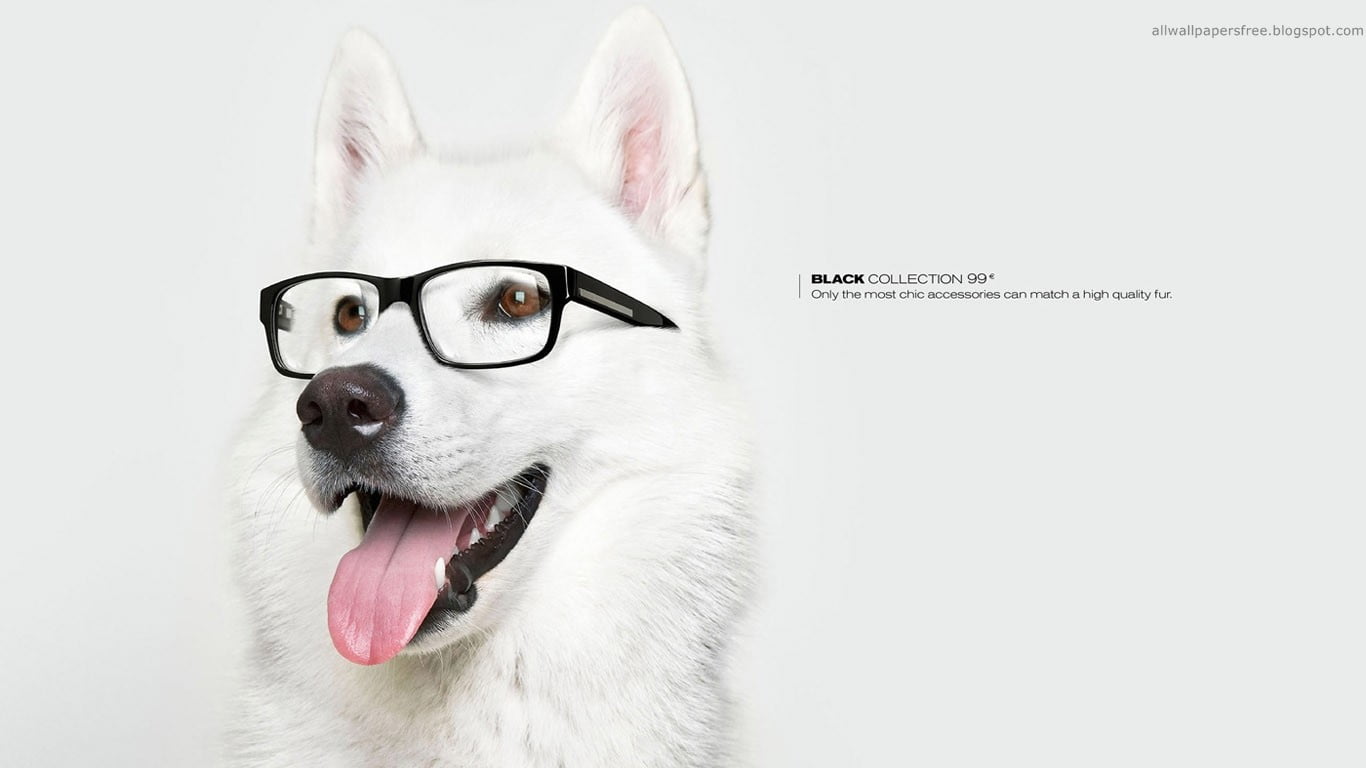 white dog and black framed eyeglasses, artwork, animals, commercial