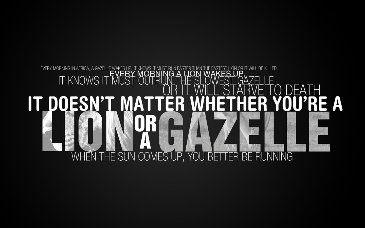 lion or a gazelle quote sign, inspirational, typography, text