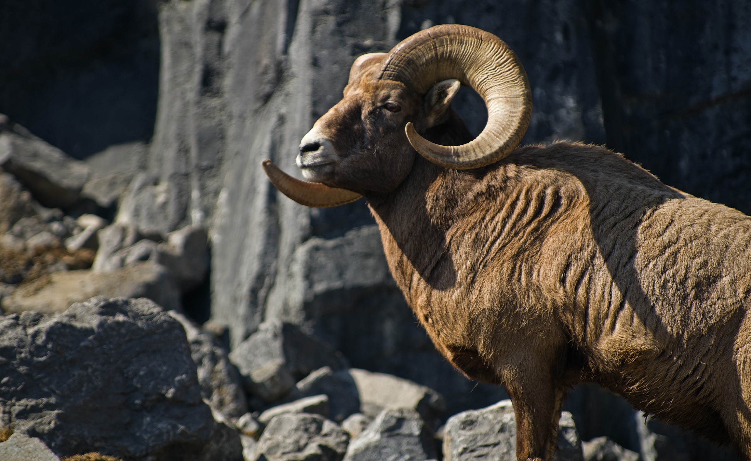 Bighorn Sheep, Animals, Wild, Mountain, Canada, Rocky, alberta