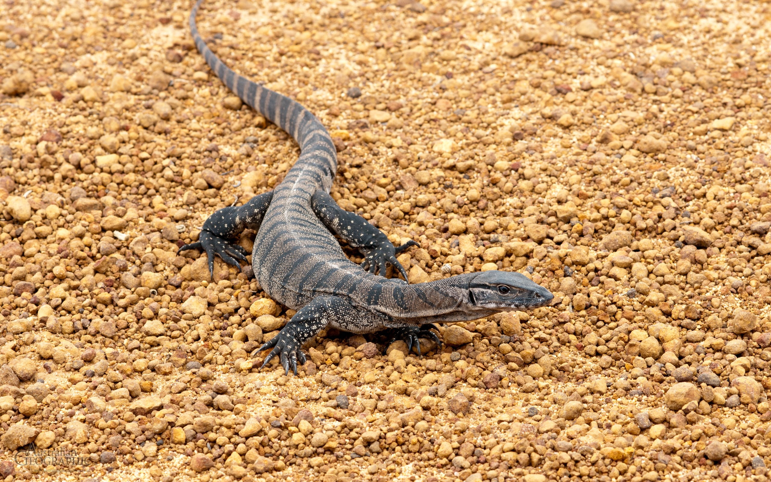 monitor lizard