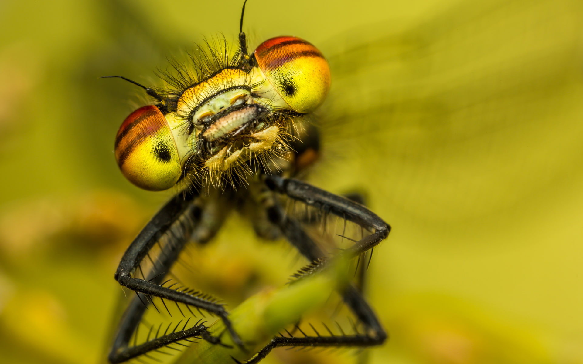 bug, macro