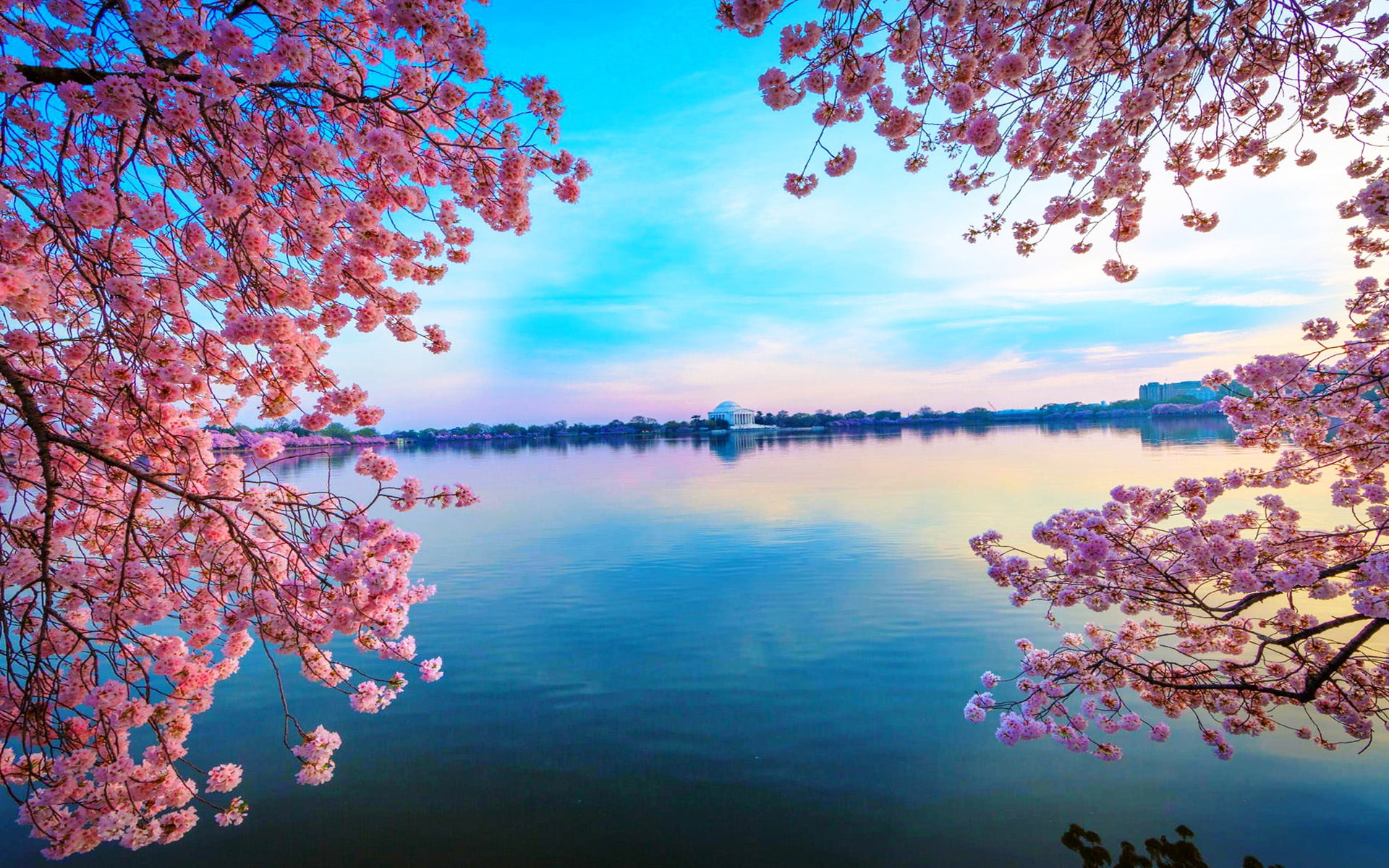 Blooming Of The Cherries Spring In Monuments Of The Tidal Basin Thomas Jefferson Memorial Building In Washington United States Of America 1920×1200