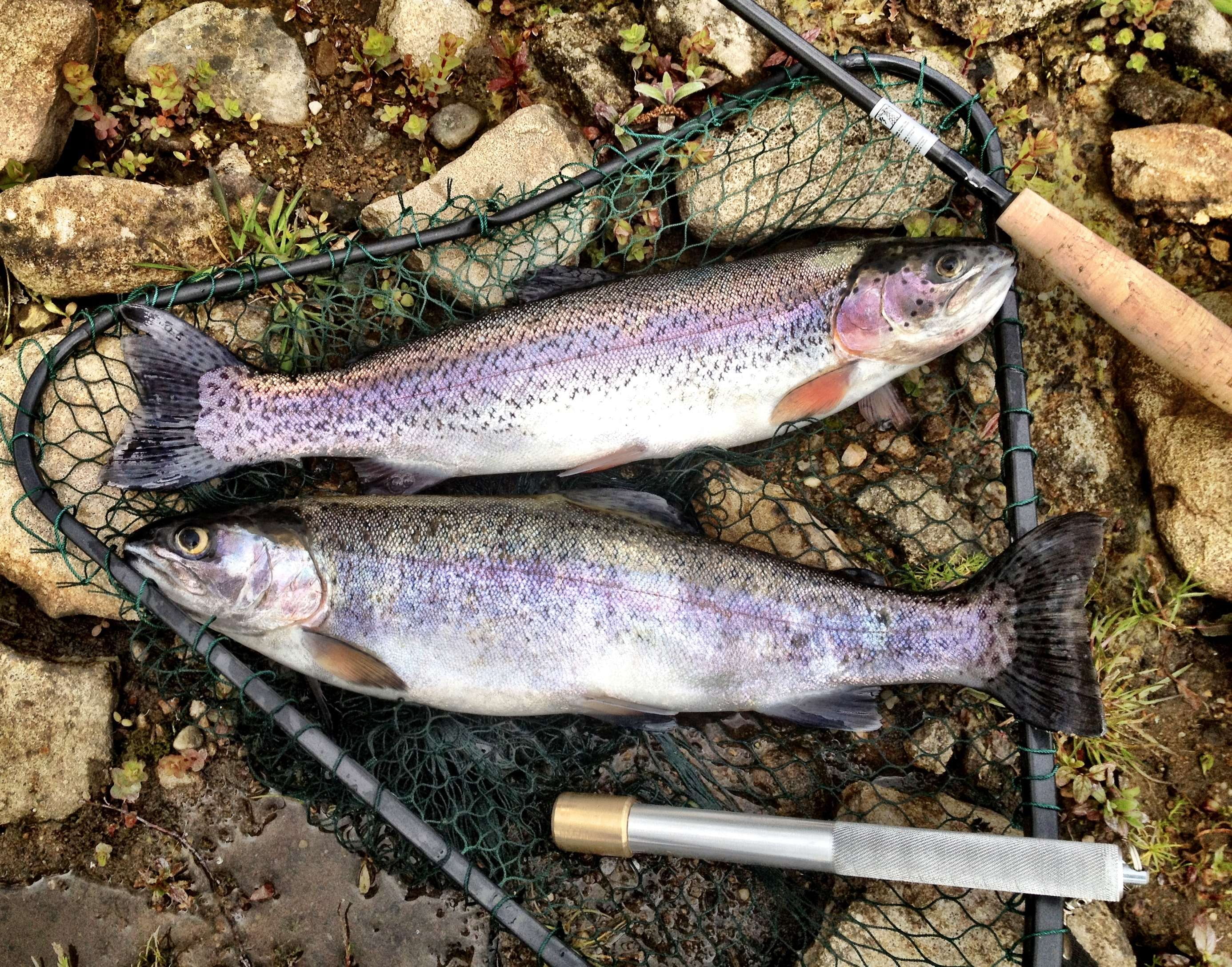 catch, fish, fishing, food, freshwater, outdoor, rainbow, sport