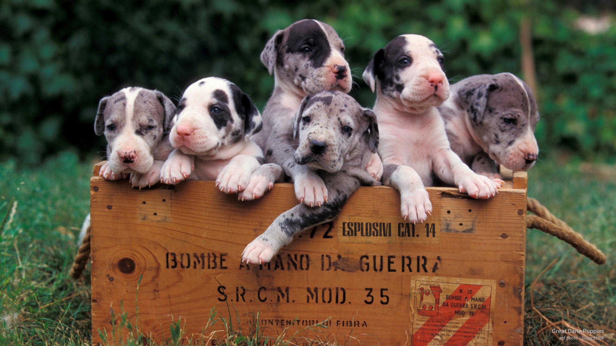 Great Dane Puppies, Dogs