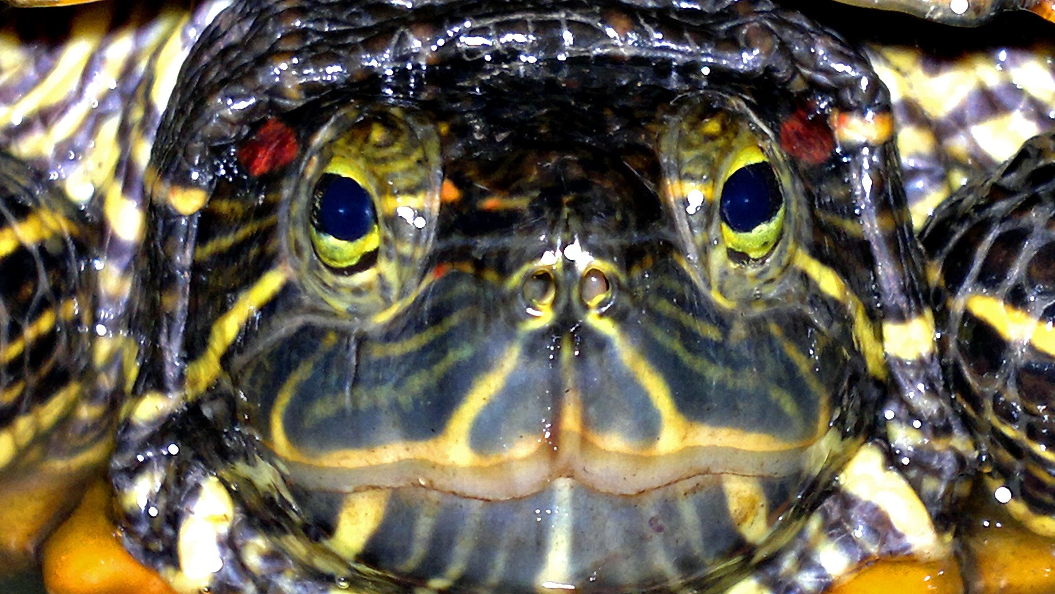 turtle