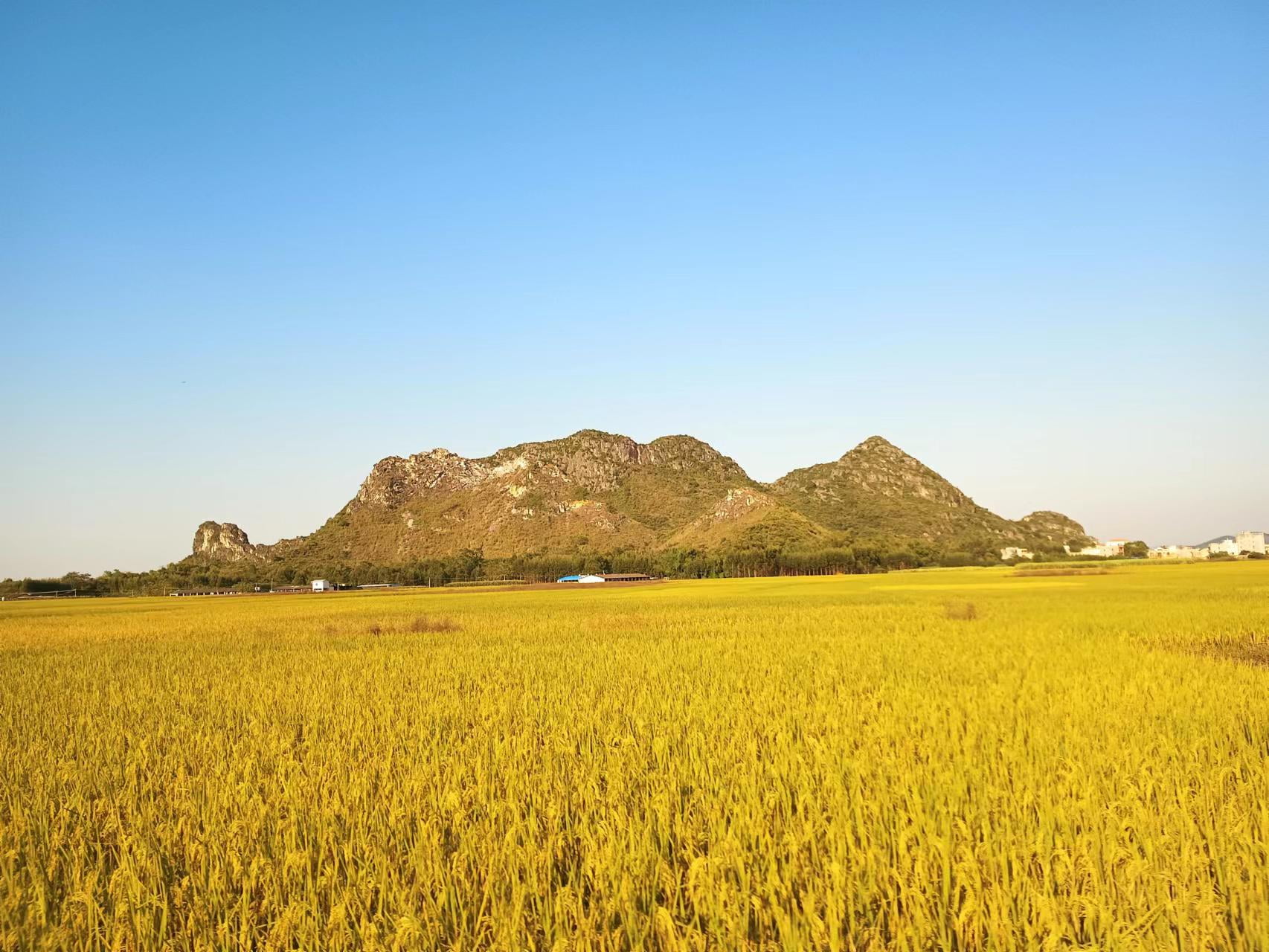 clear sky, field