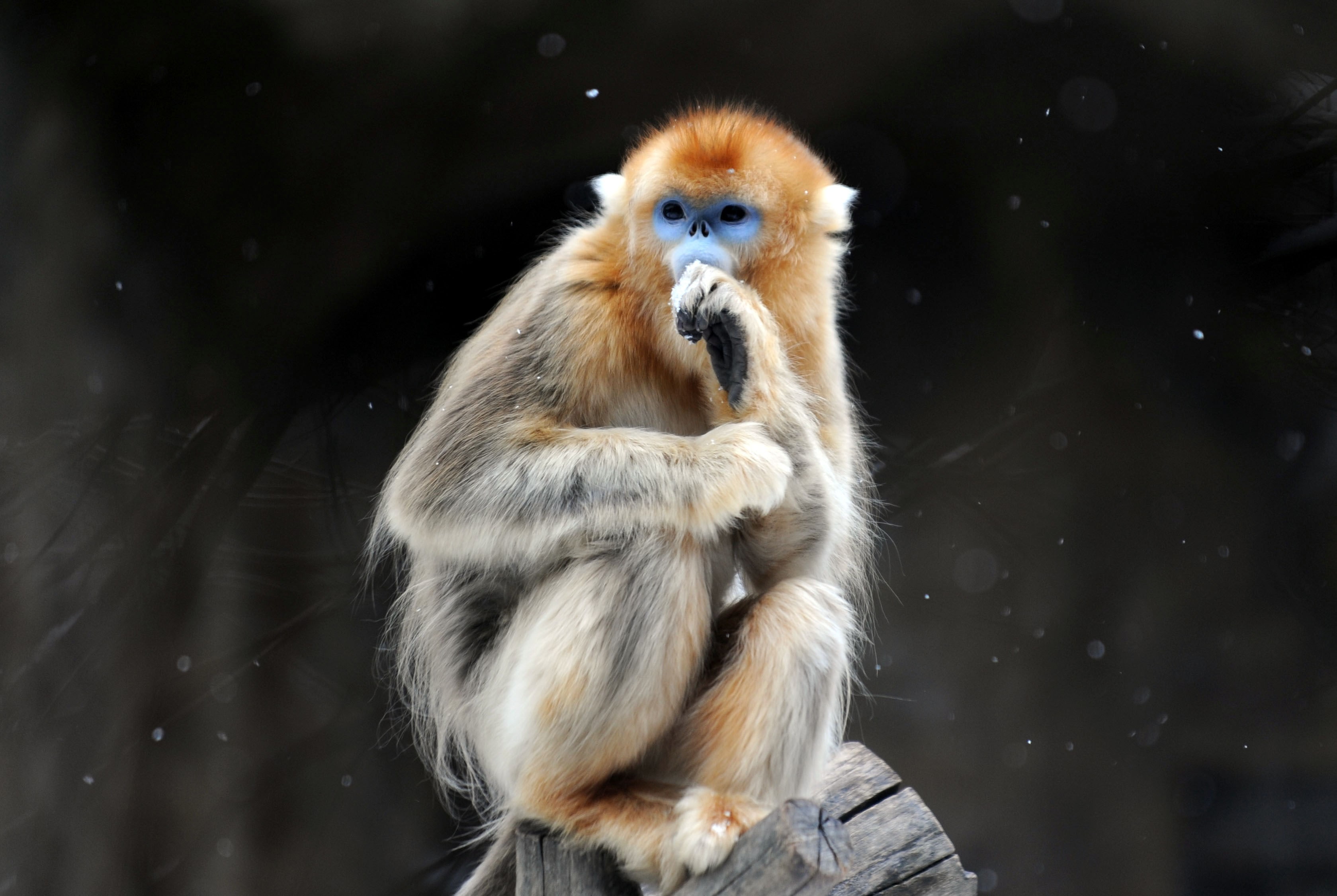 golden snub nosed monkey, mammal, primate, animal wildlife