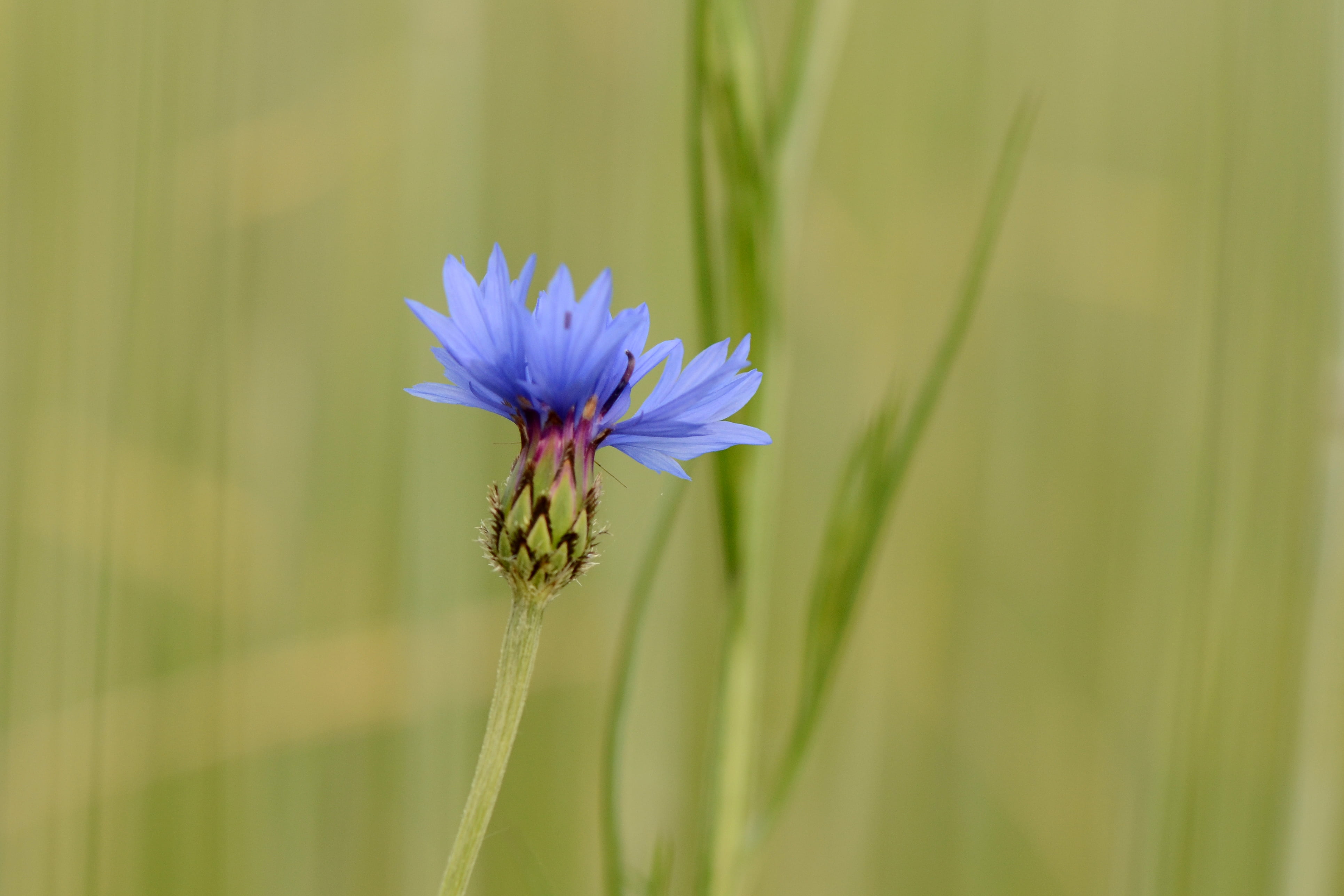 blue cornflower selective focus photo, Nikon  D5100