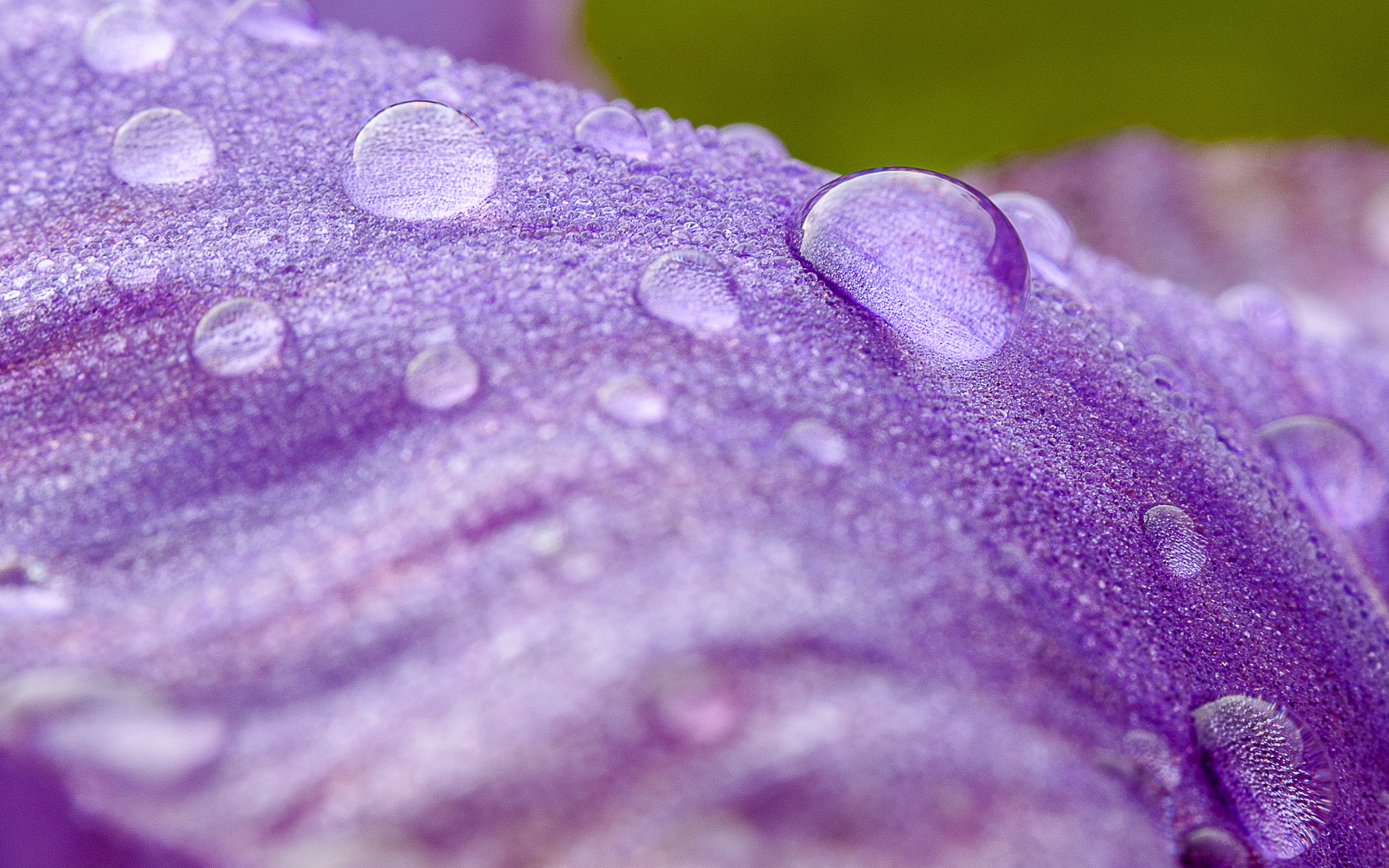 photography of raindrops on purple flower, Douce, rosée, droplets