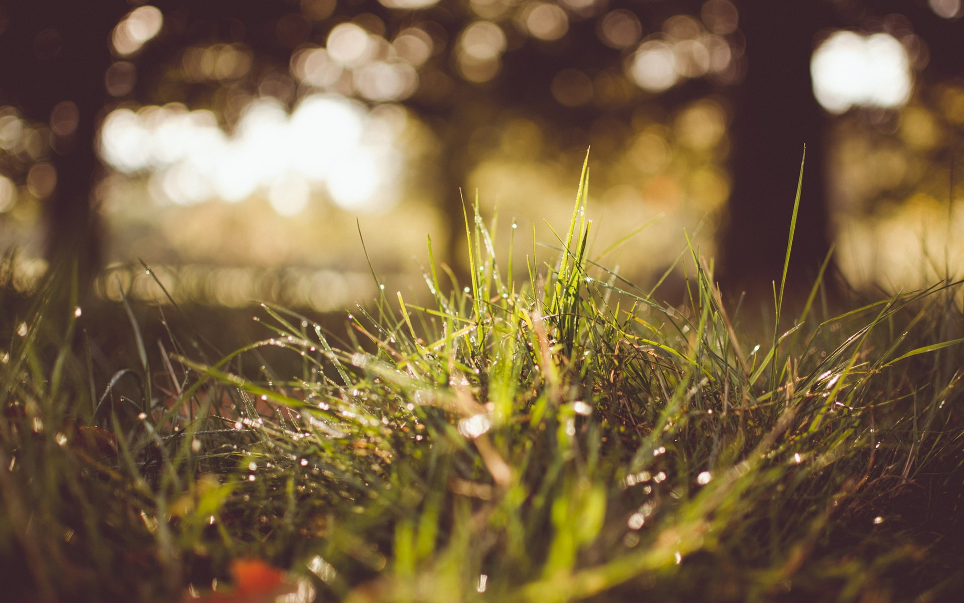 Summer grass after rain, water drops, sunshine, green grass field