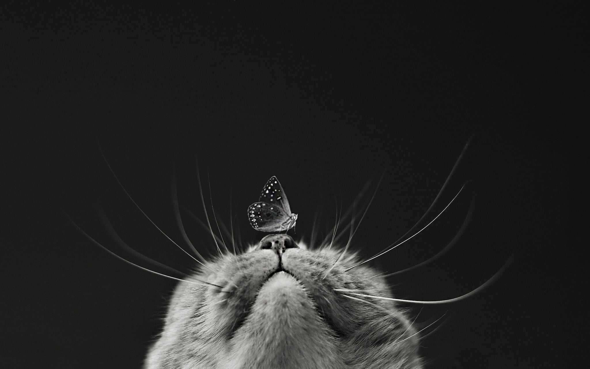 grayscale photography of butterfly on cat's nose, macro, muzzle